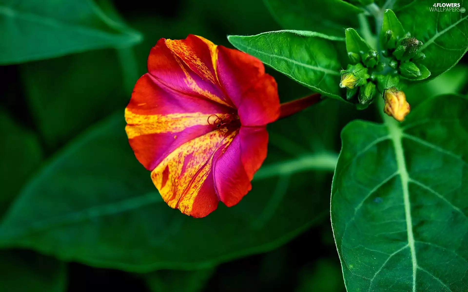 Colourfull Flowers, Mirabilis