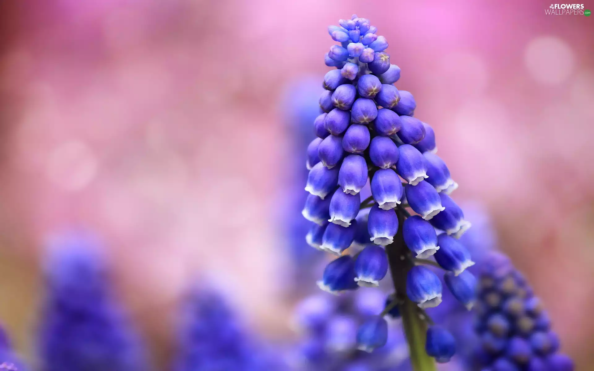 Colourfull Flowers, Muscari