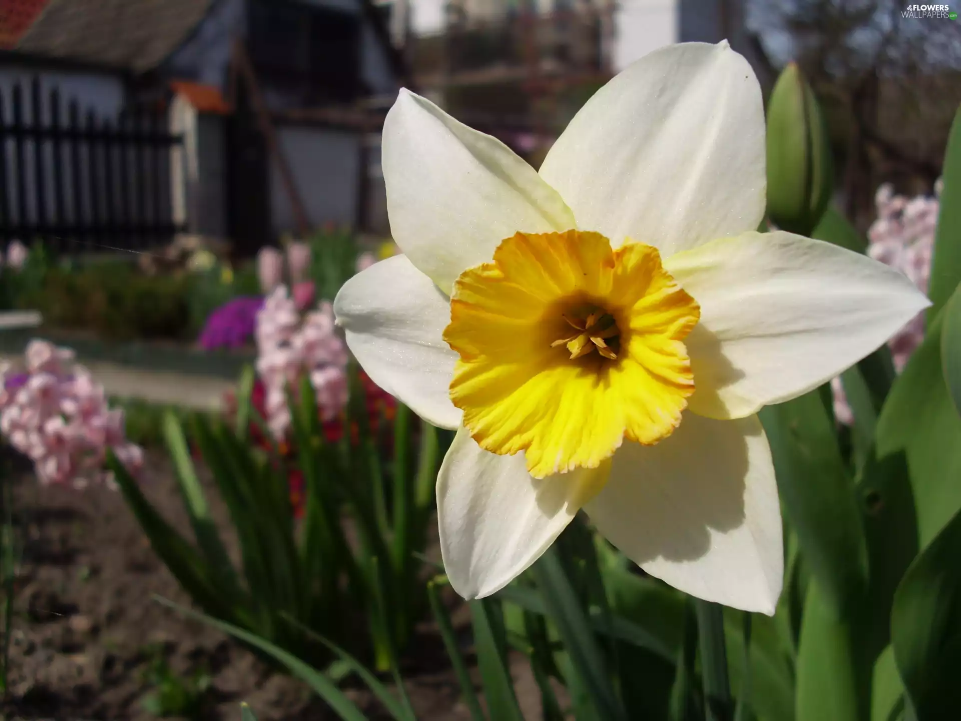 Colourfull Flowers Narcissus Flowers Wallpapers 2560x1920