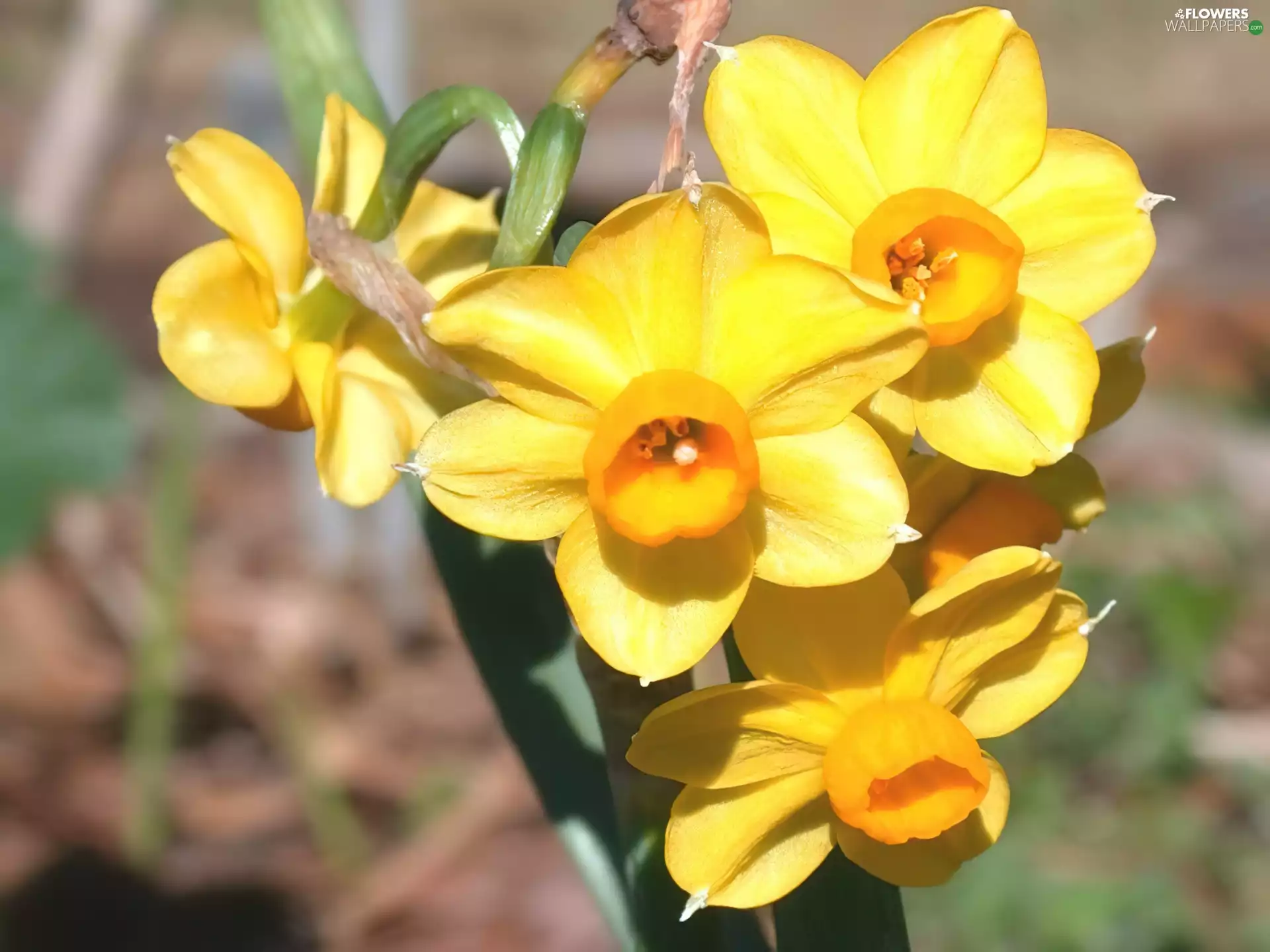 Colourfull Flowers, narcissus