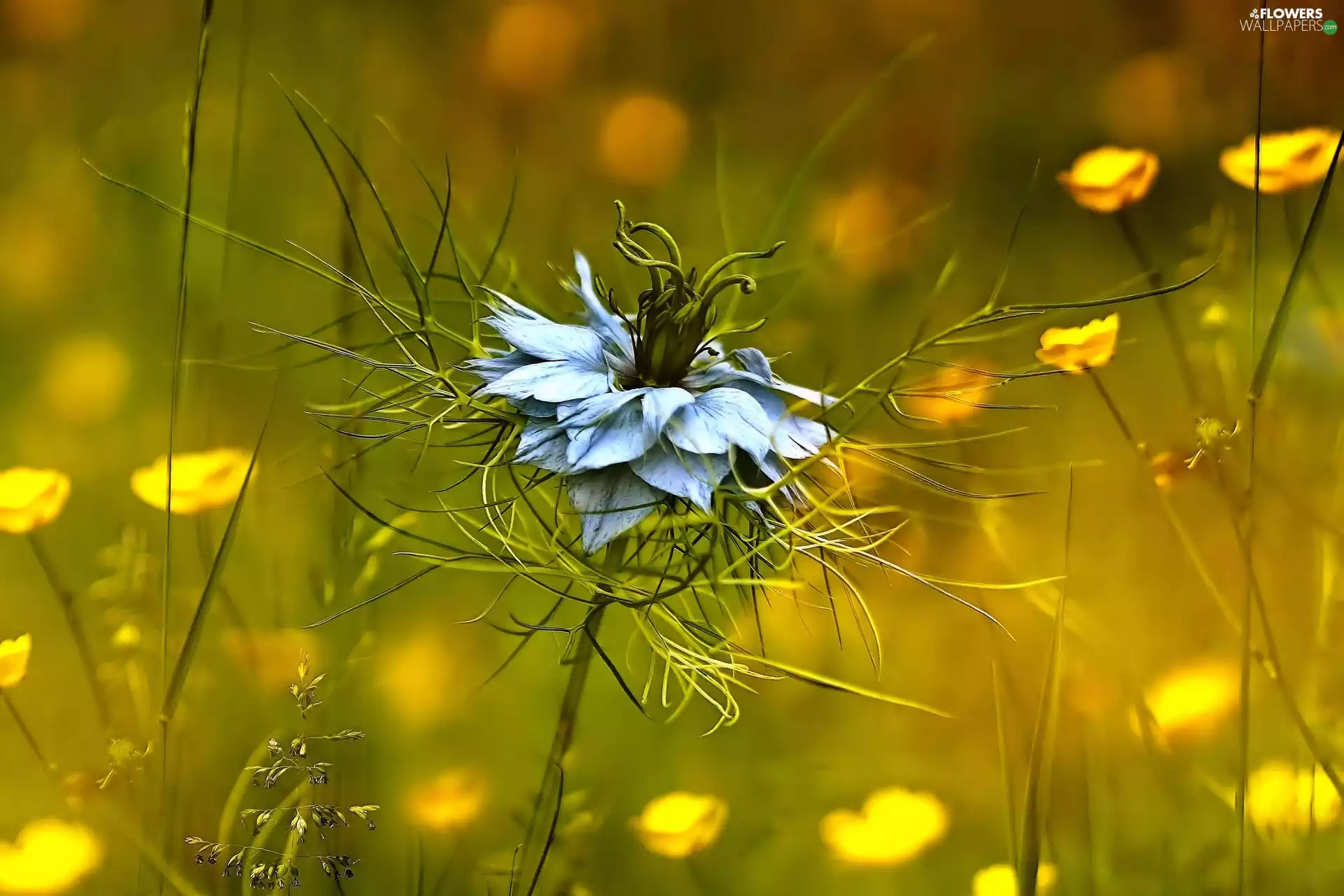 Colourfull Flowers, Nigella