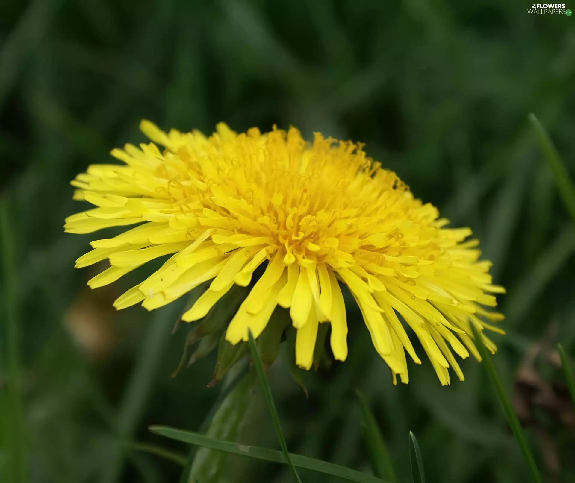 Colourfull Flowers, nun