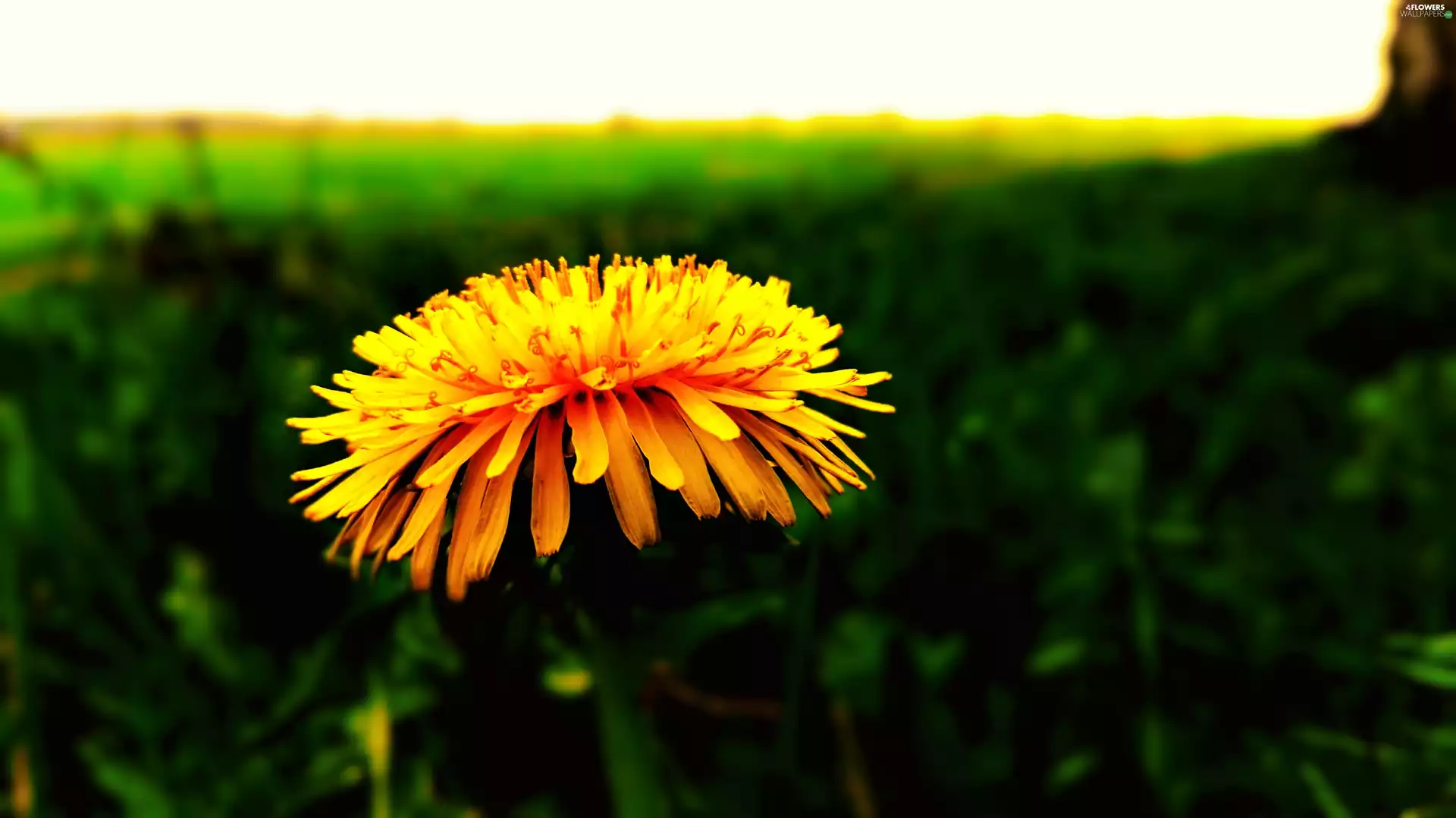 Colourfull Flowers, nun