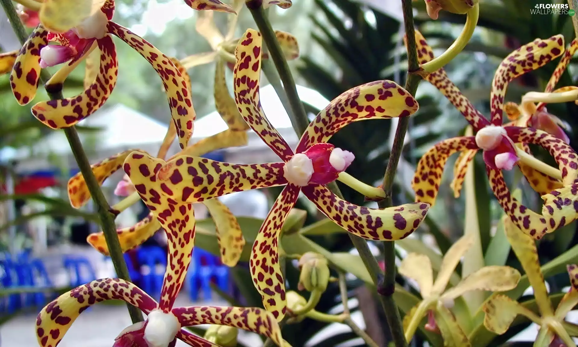 Colourfull Flowers, orchid