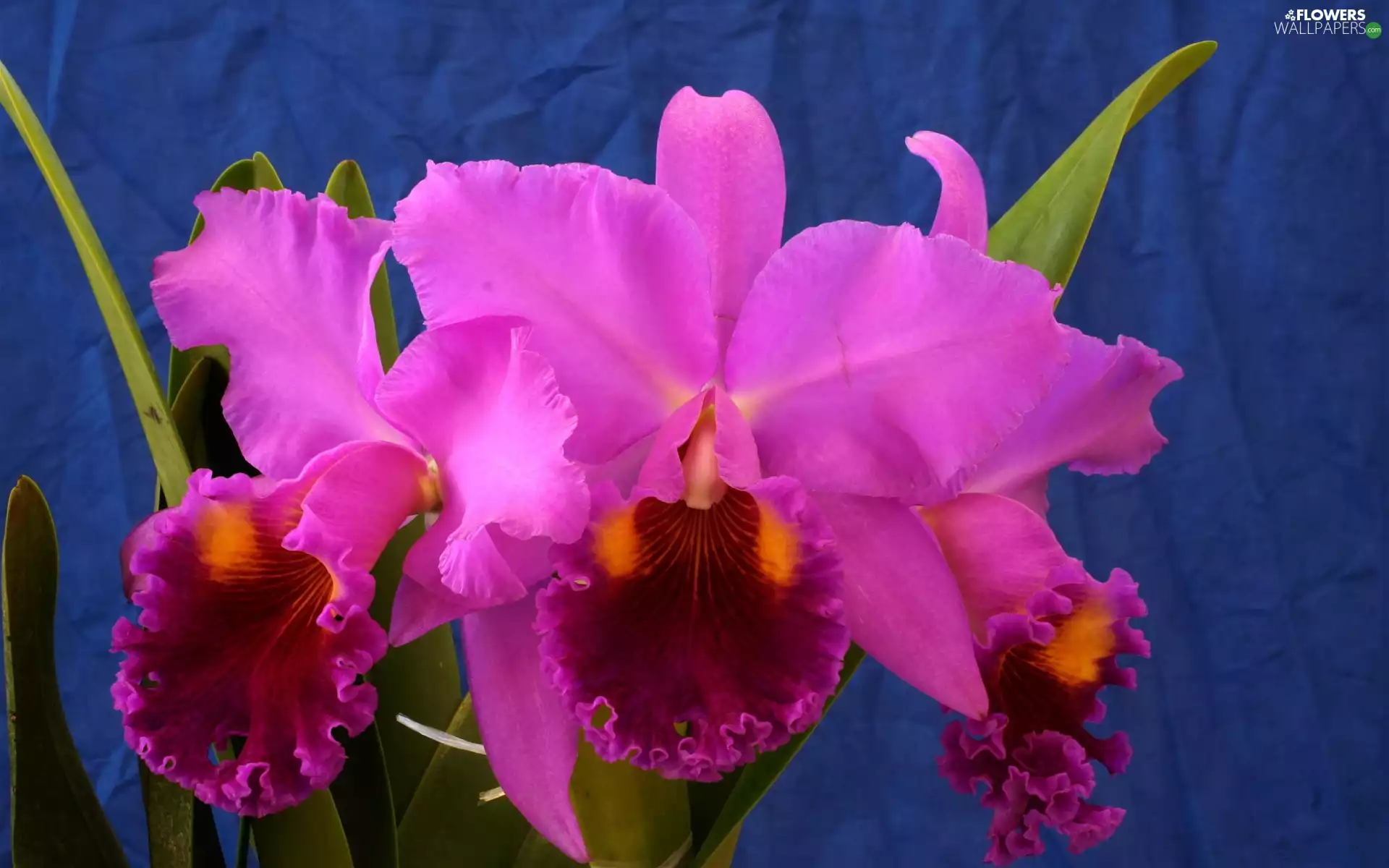 Colourfull Flowers, orchid