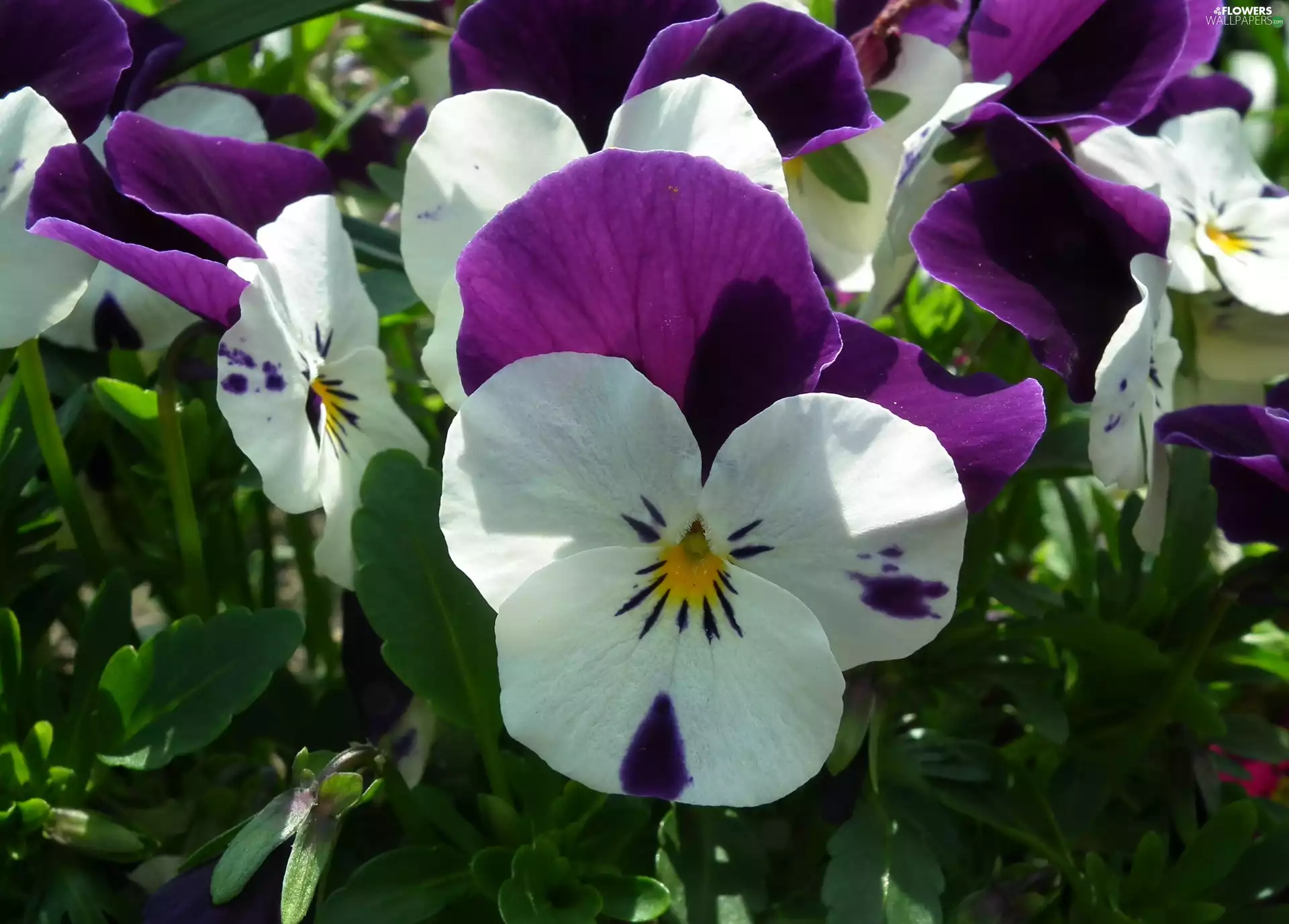 Colourfull Flowers, pansy