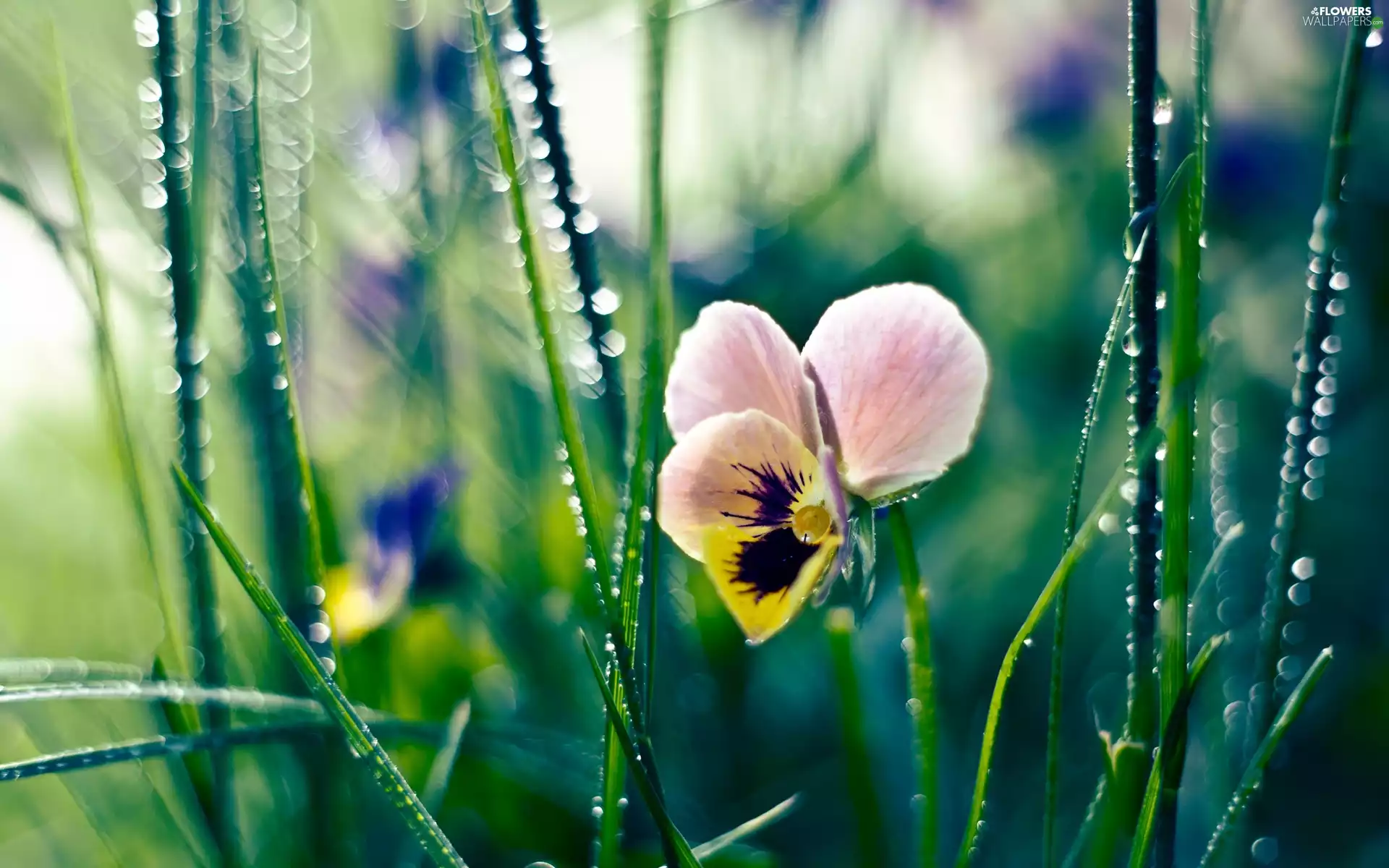 Colourfull Flowers, pansy