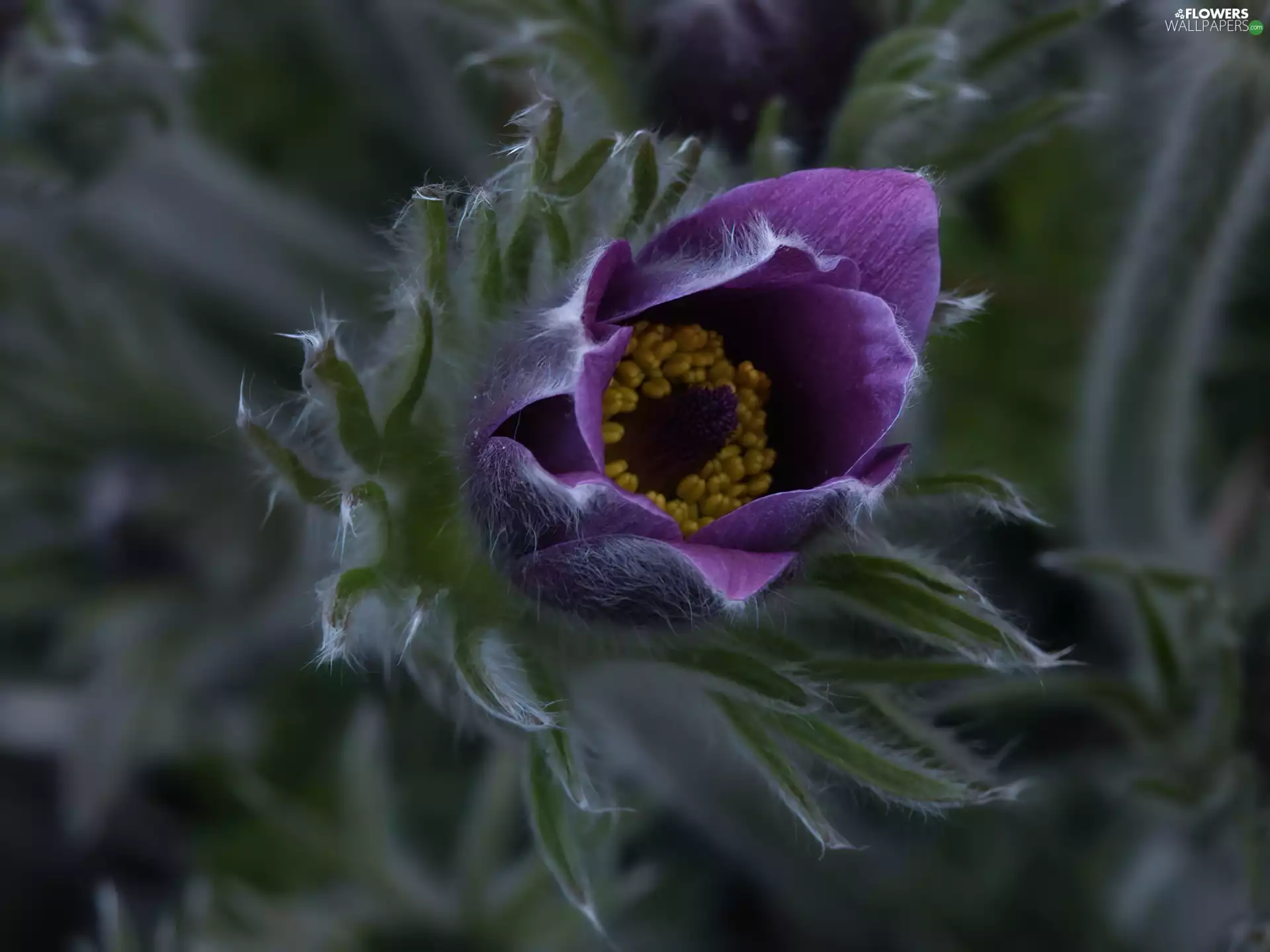 Colourfull Flowers, pasque