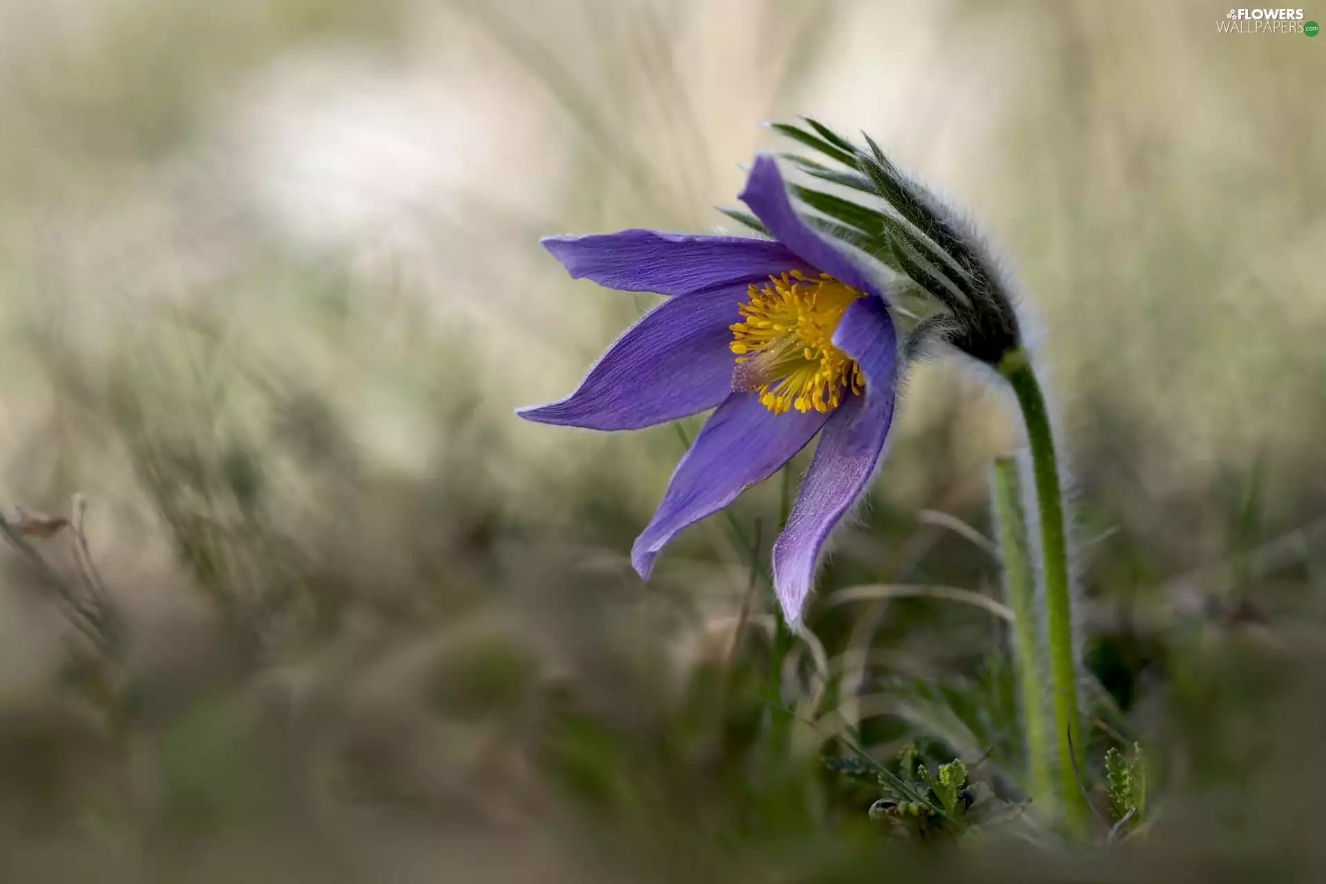 pasque, Violet, Colourfull Flowers