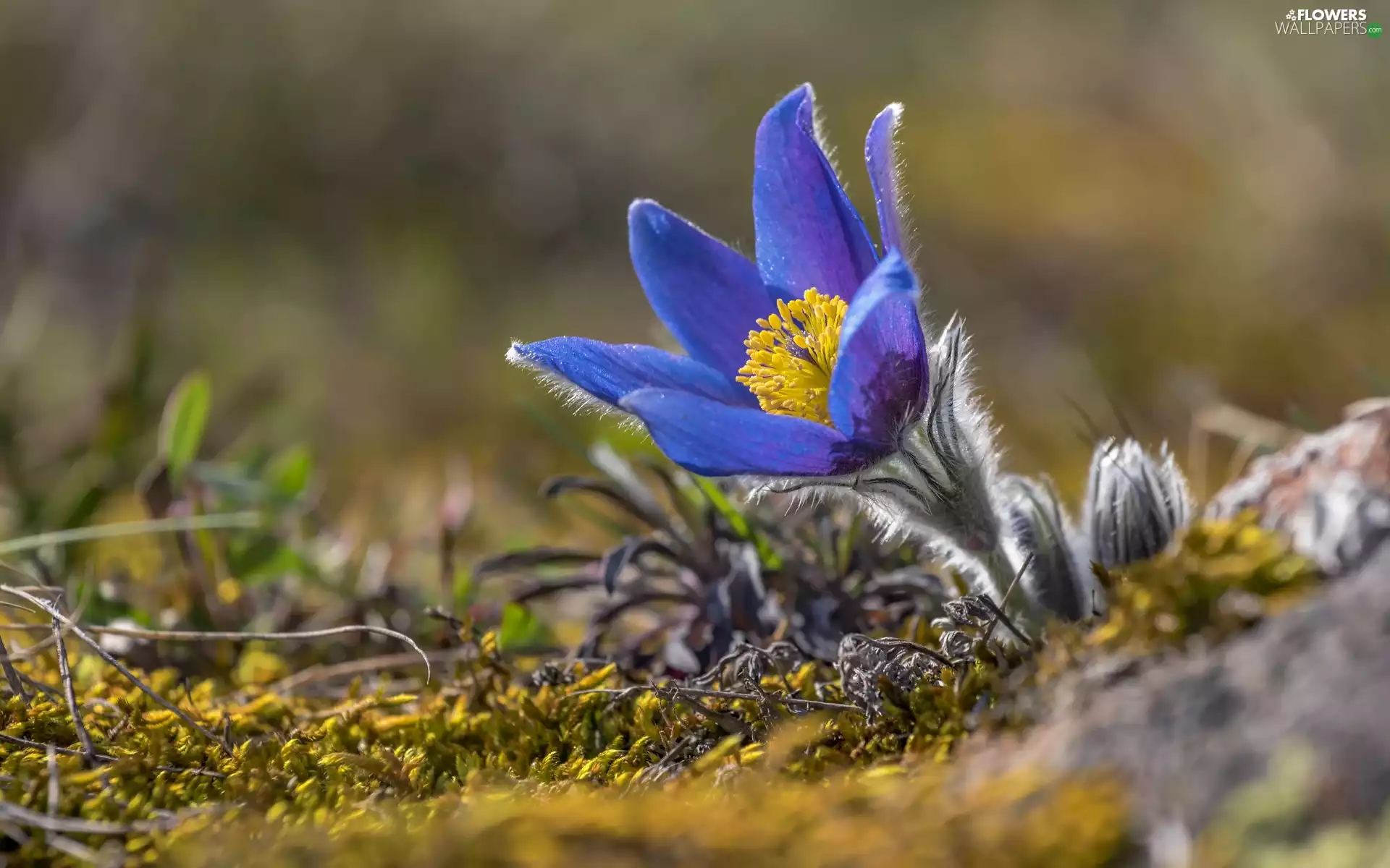 Colourfull Flowers, pasque