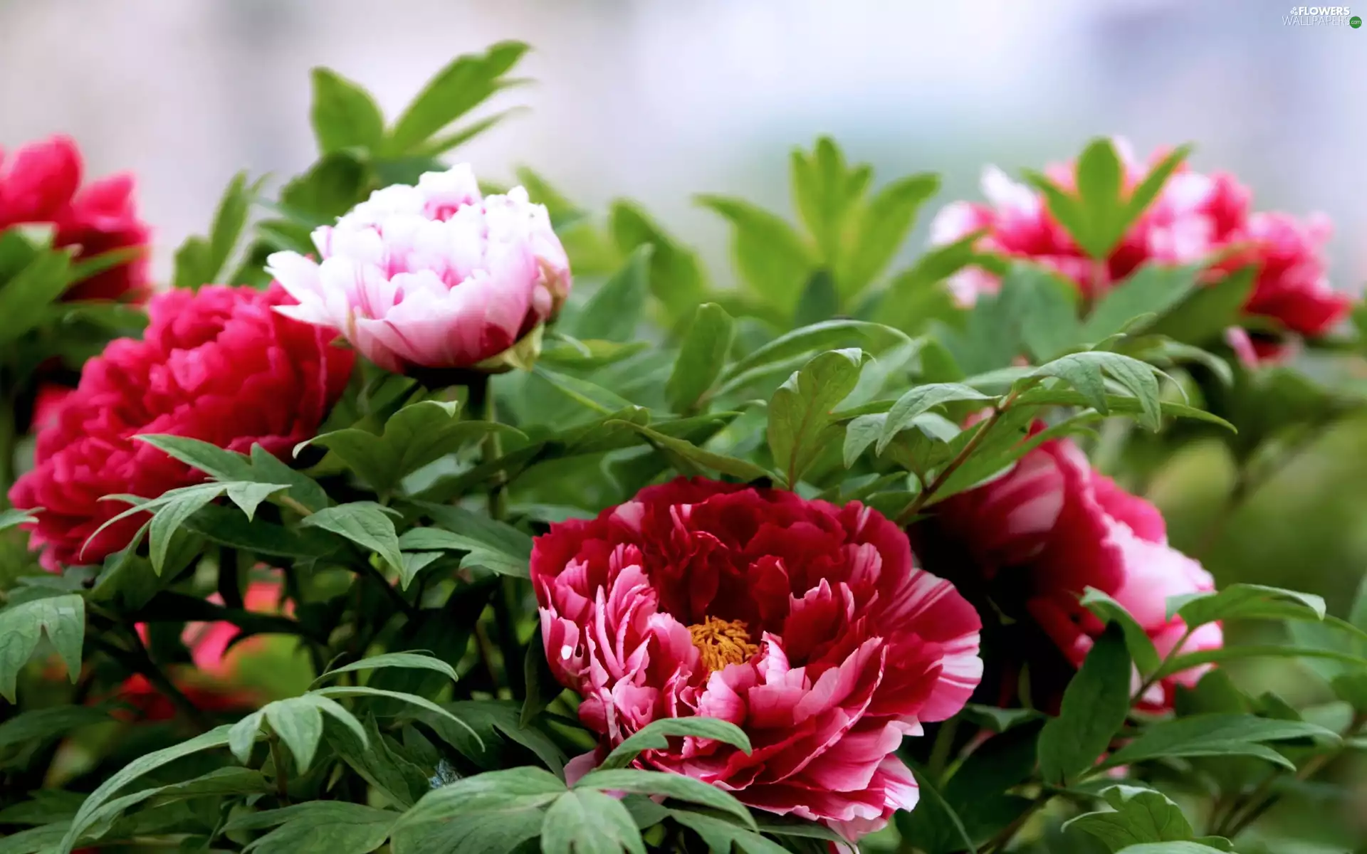 Colourfull Flowers, Peonies