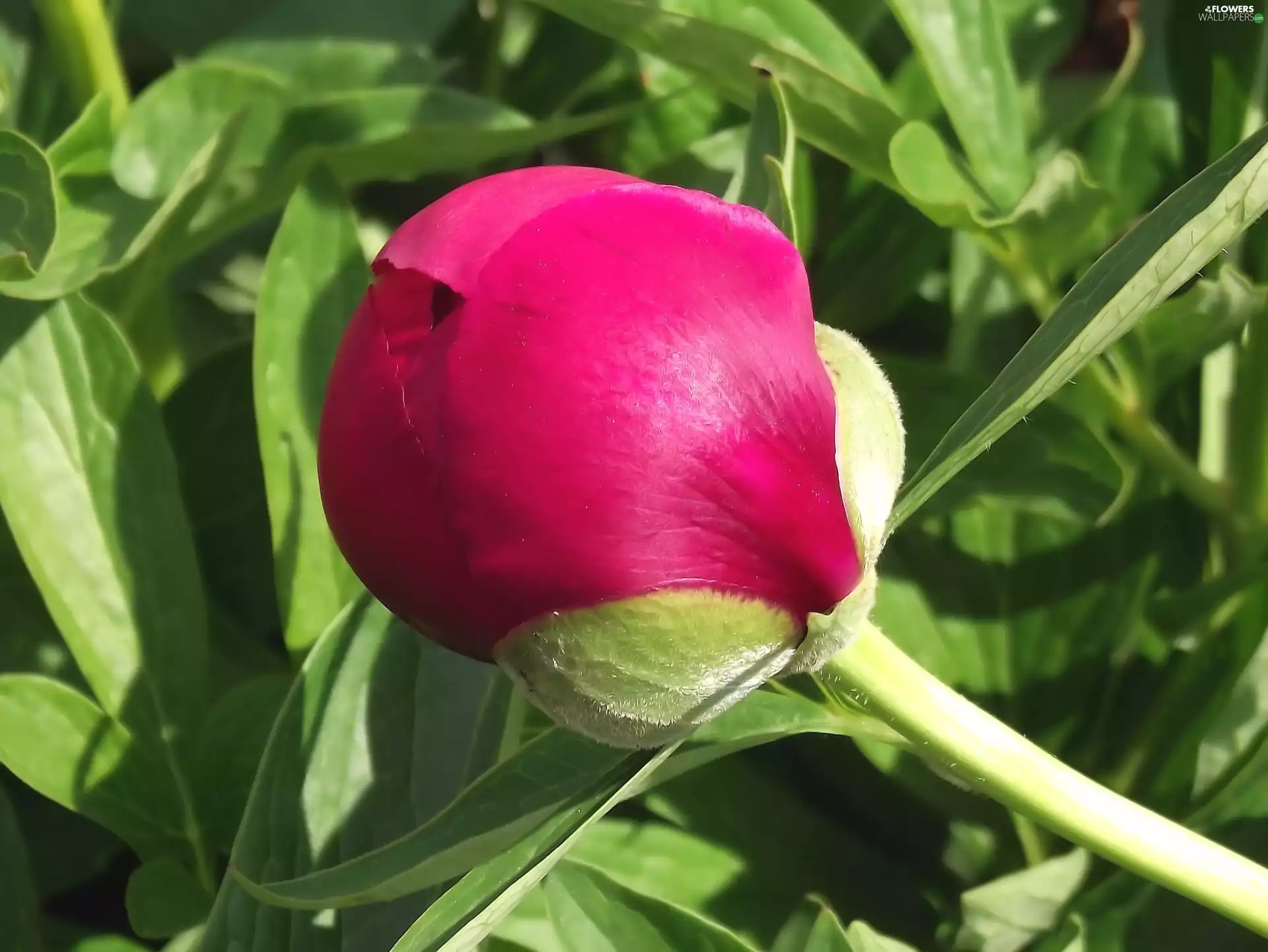 Colourfull Flowers, peony