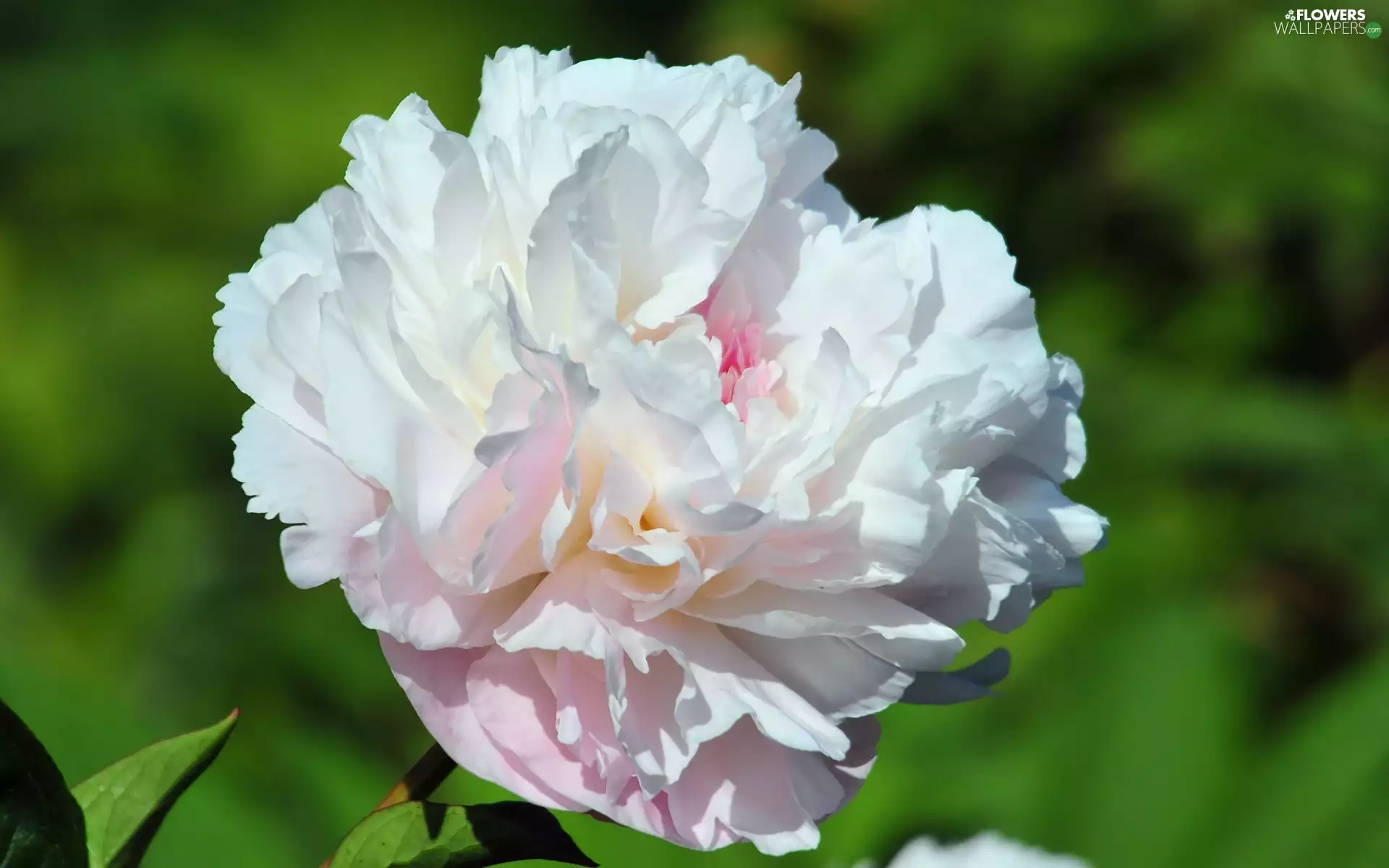 Colourfull Flowers, peony
