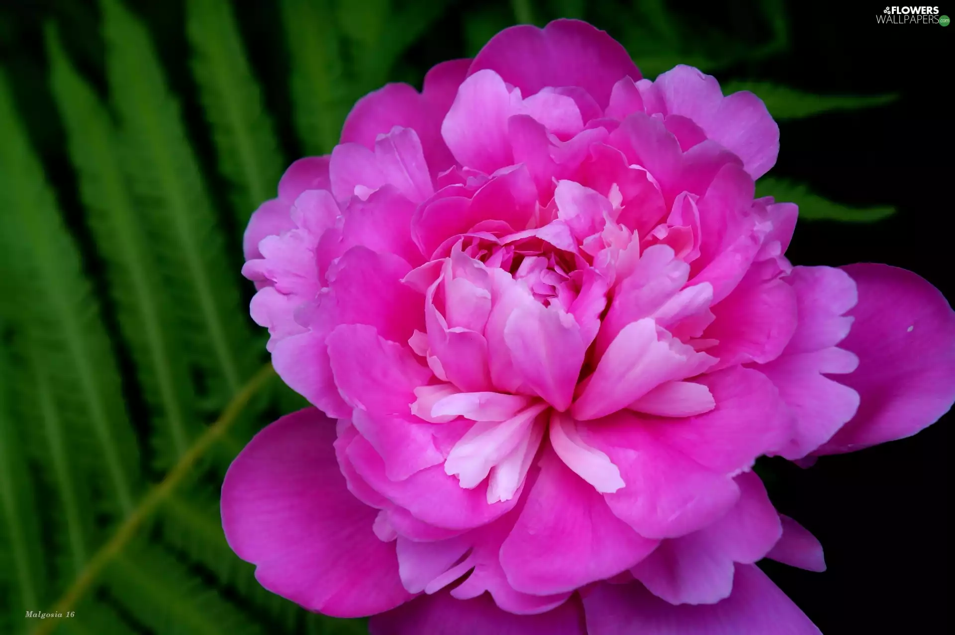 Colourfull Flowers, peony
