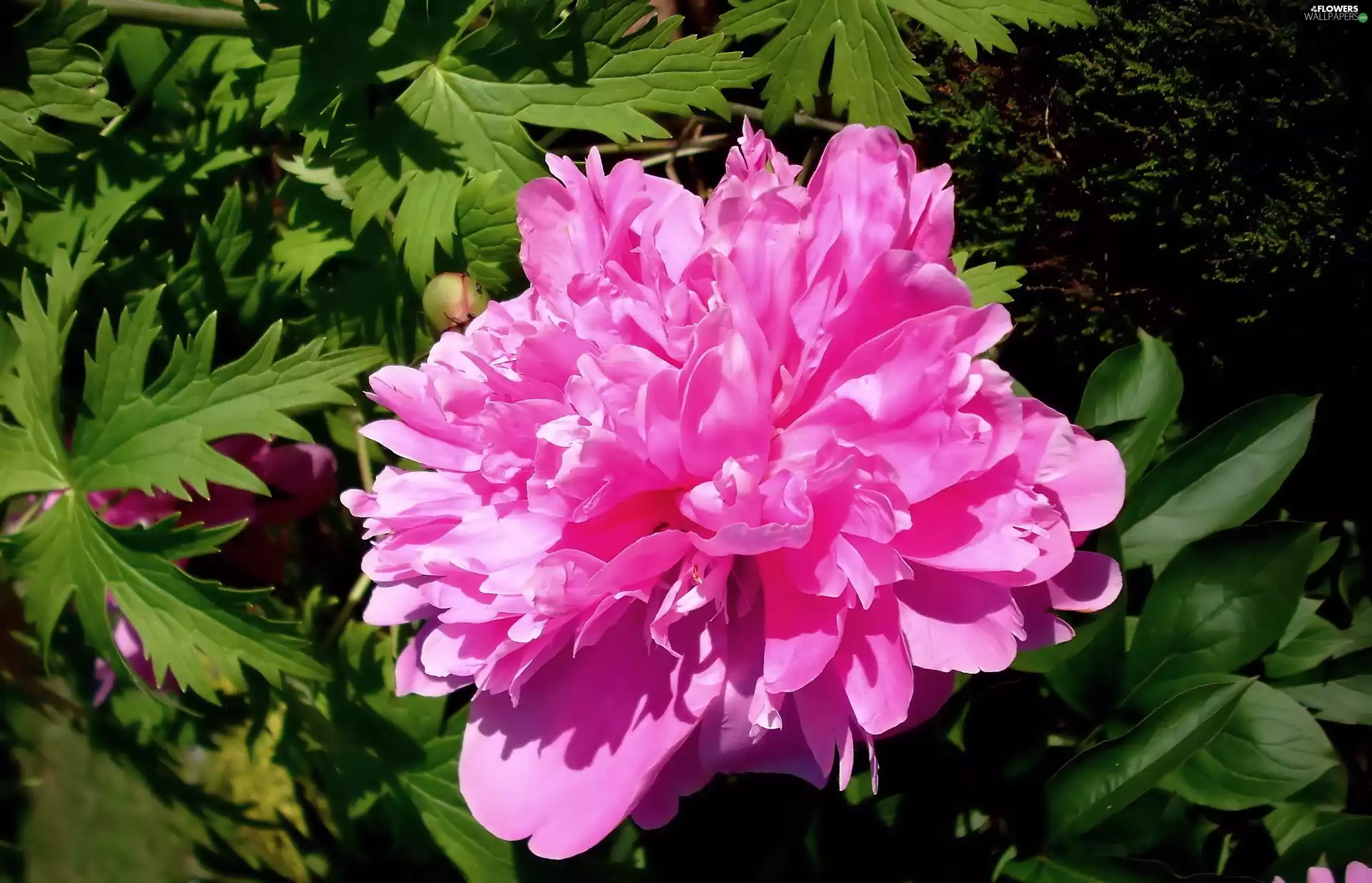 Colourfull Flowers, peony