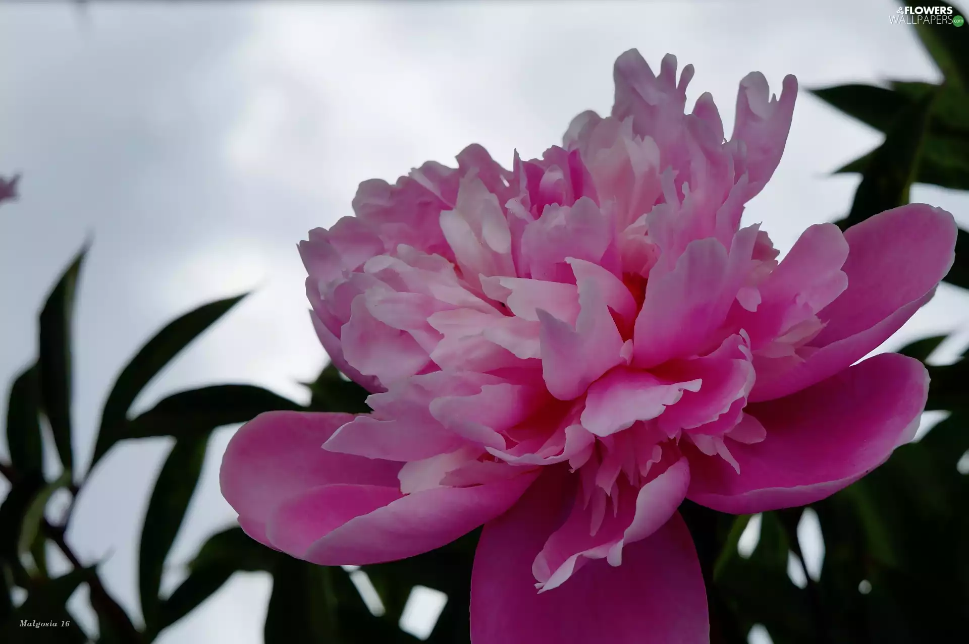 Colourfull Flowers, peony