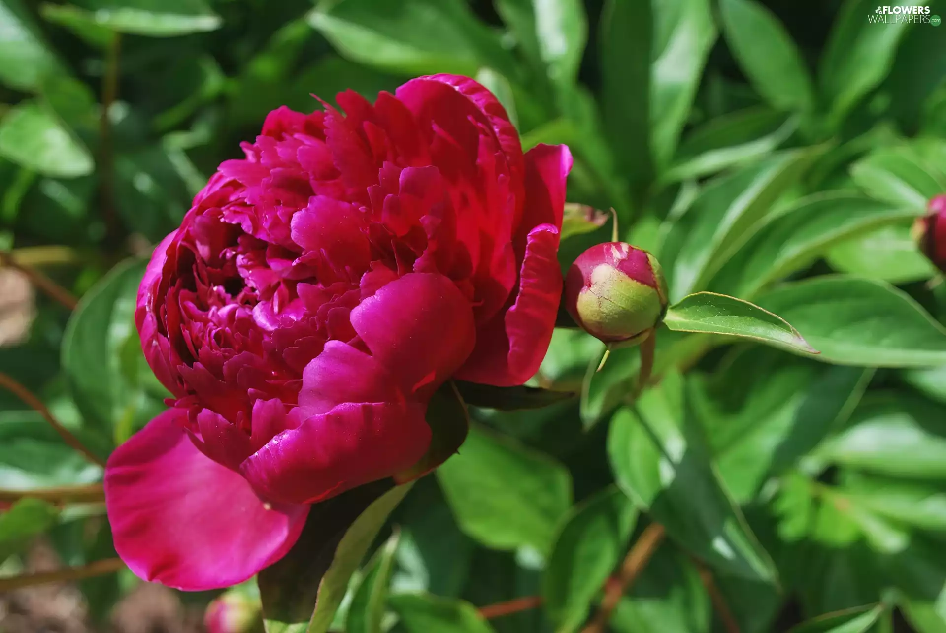 Colourfull Flowers, peony