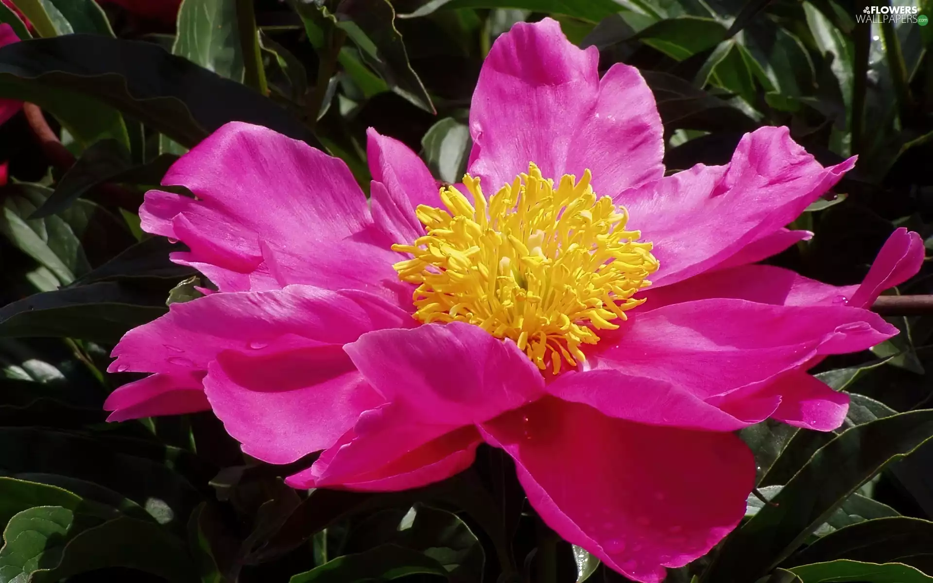 Yellow, rods, Pink, Colourfull Flowers, peony