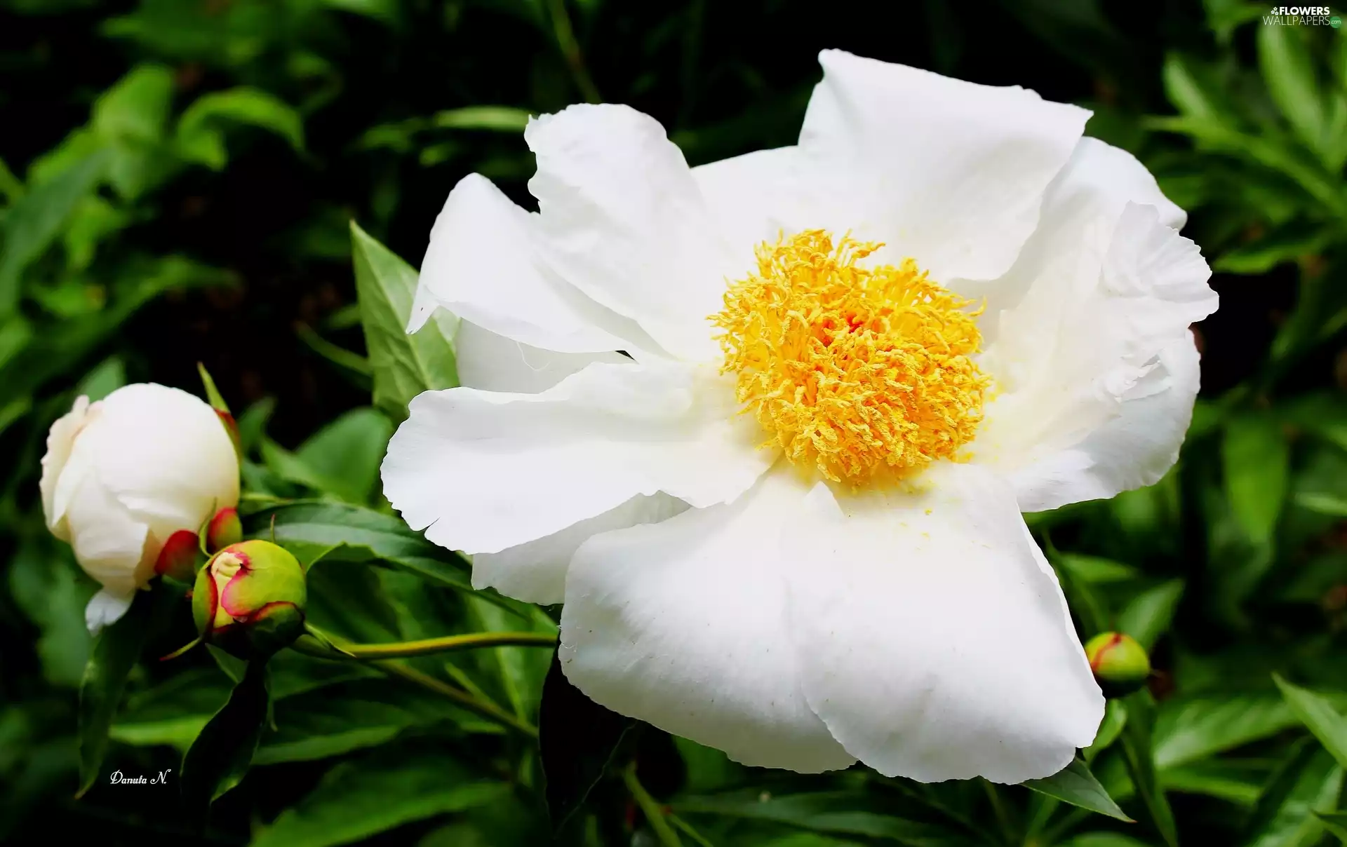 Buds, Leaf, White, Colourfull Flowers, peony