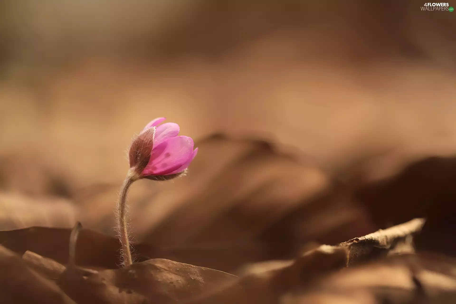 dry, Leaf, Hepatica, Colourfull Flowers, Pink