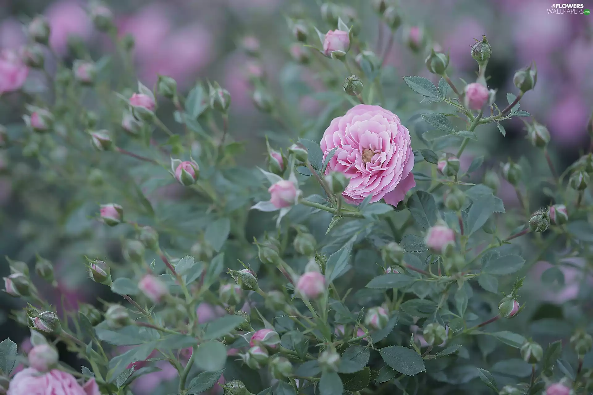 Buds, Leaf, rose, Colourfull Flowers, Pink