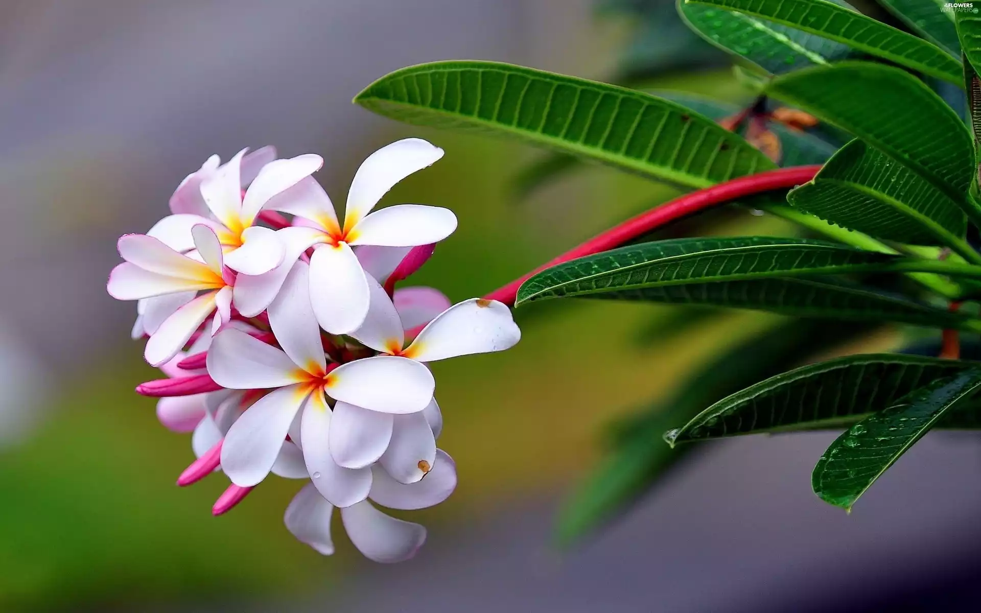 Colourfull Flowers, Plumeria