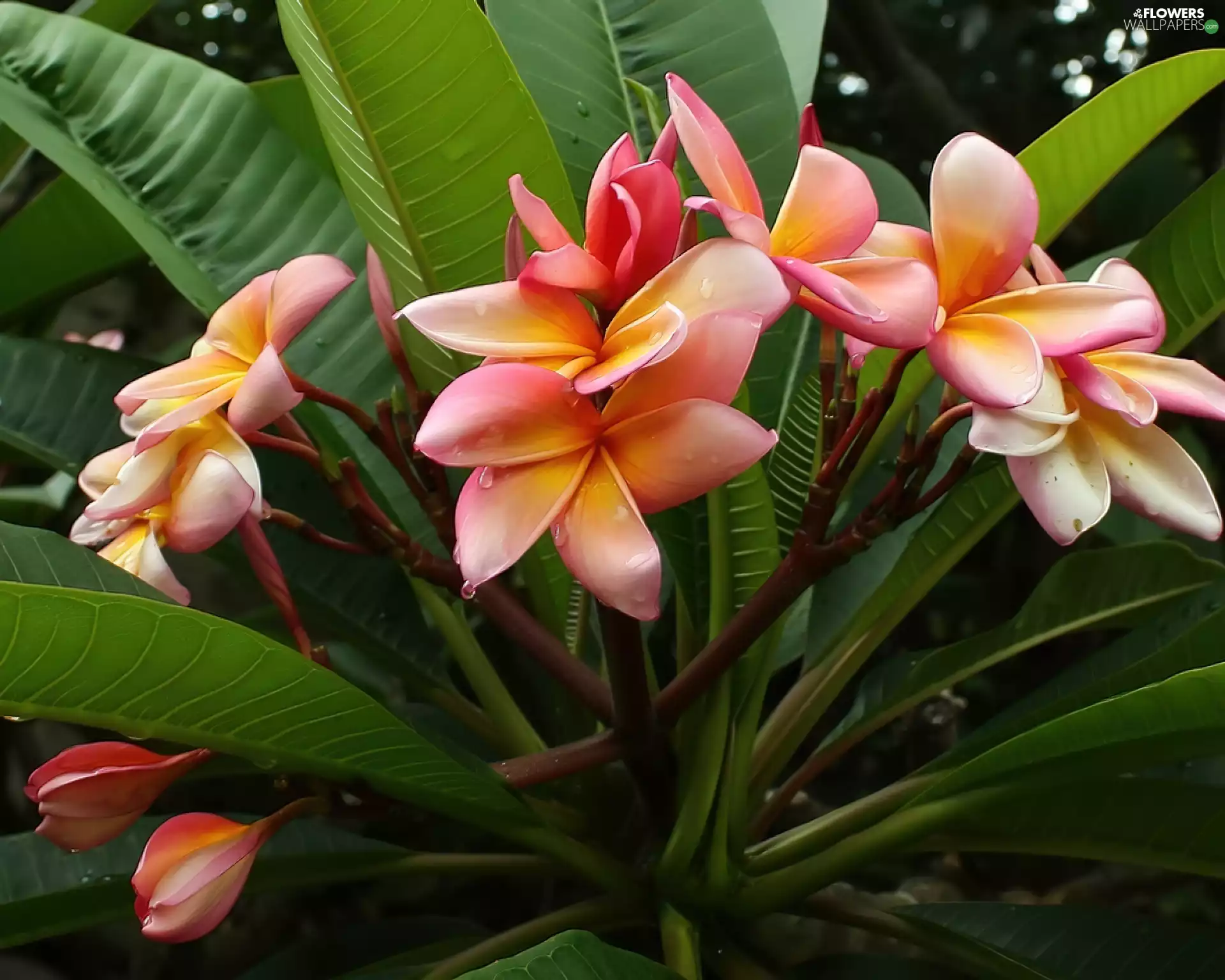 Colourfull Flowers, Plumeria