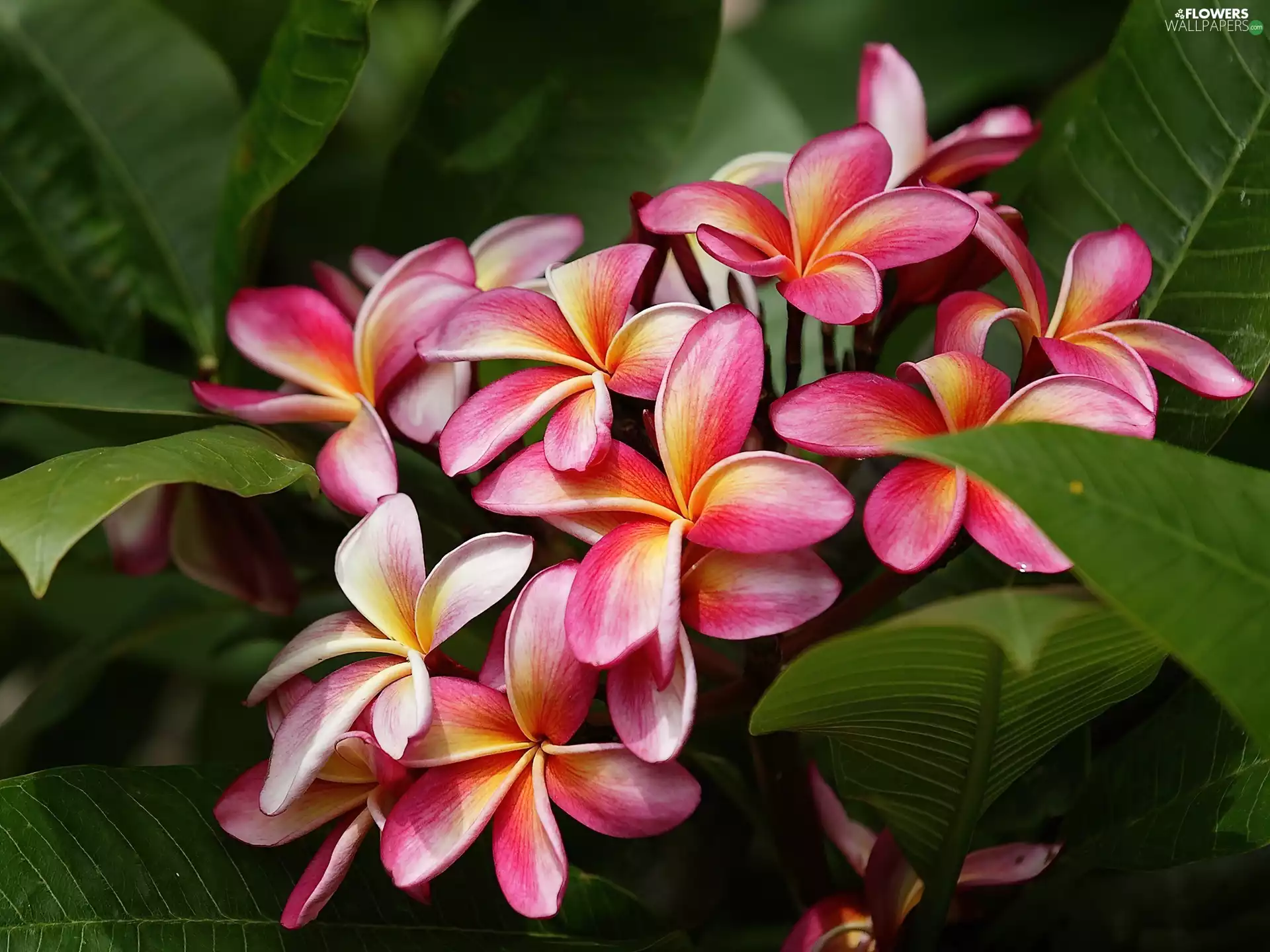 Colourfull Flowers, Plumeria