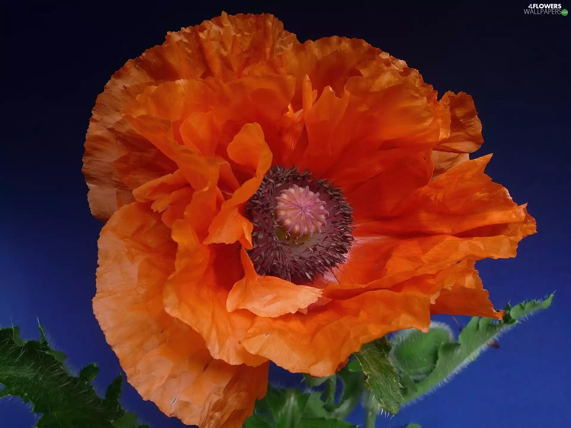 poppies, Red, Colourfull Flowers