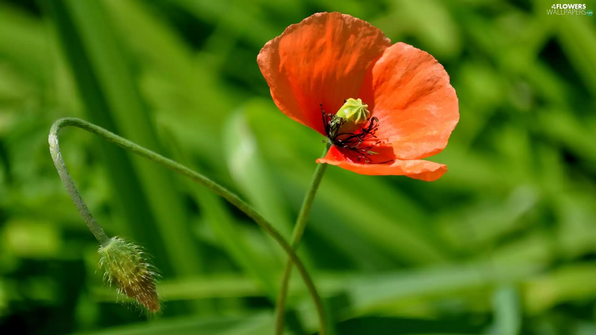 Colourfull Flowers, poppies