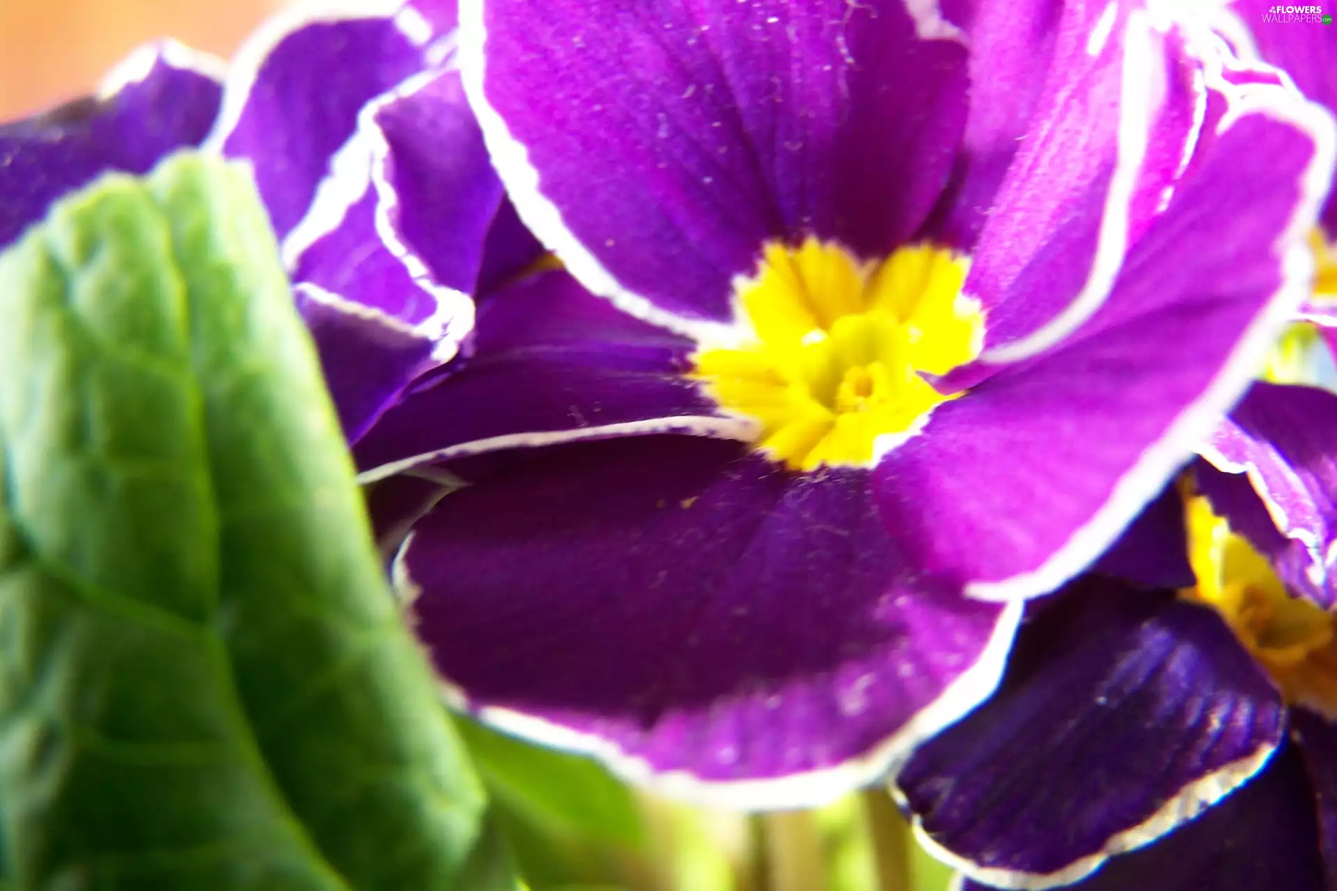 primrose, Violet, Colourfull Flowers