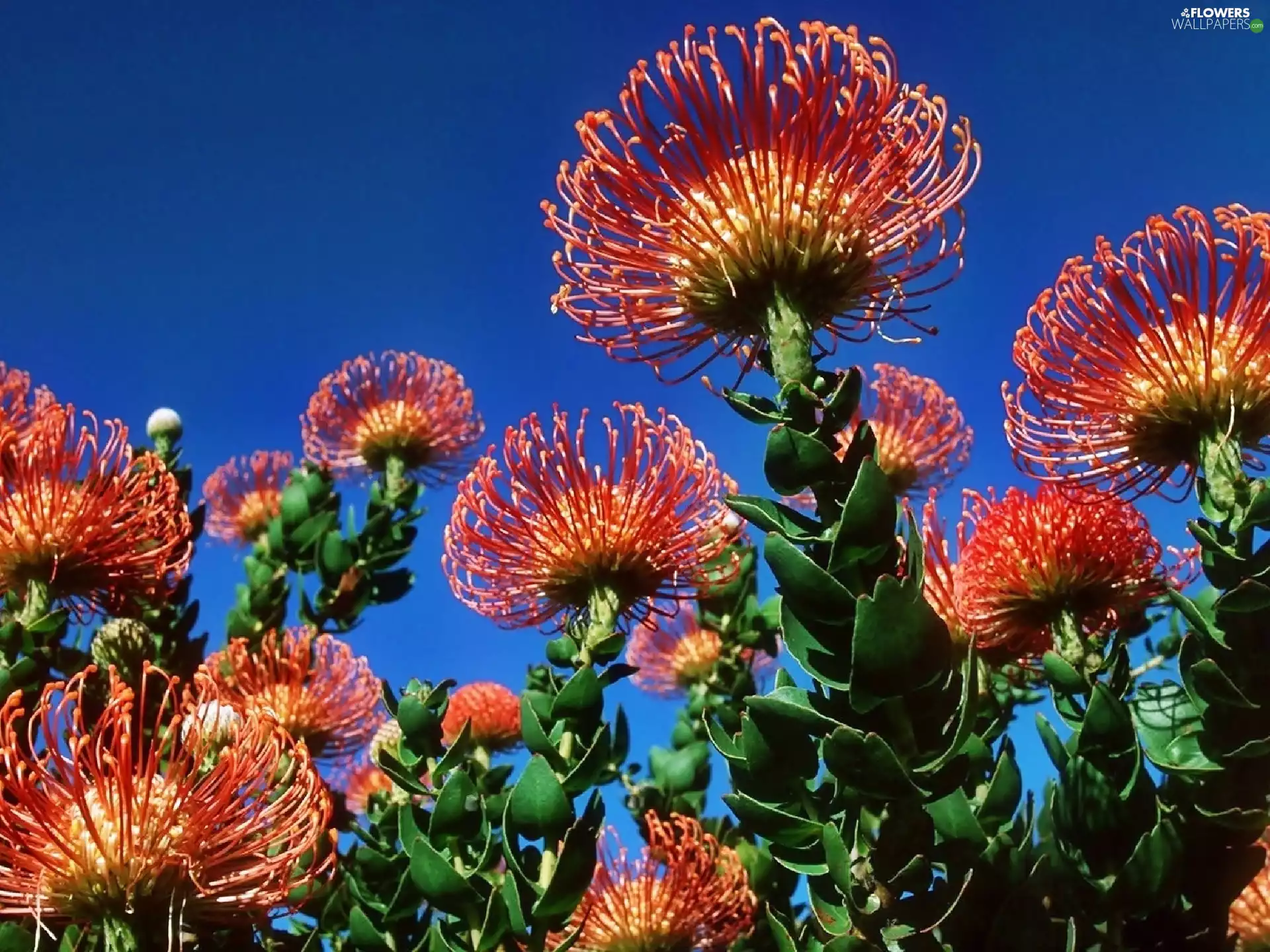 Protea, exotic, Colourfull Flowers