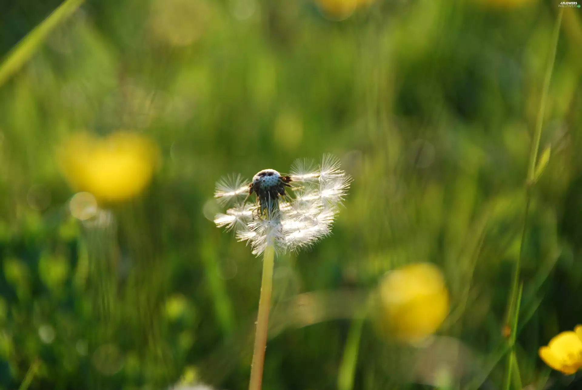 Colourfull Flowers, puffball