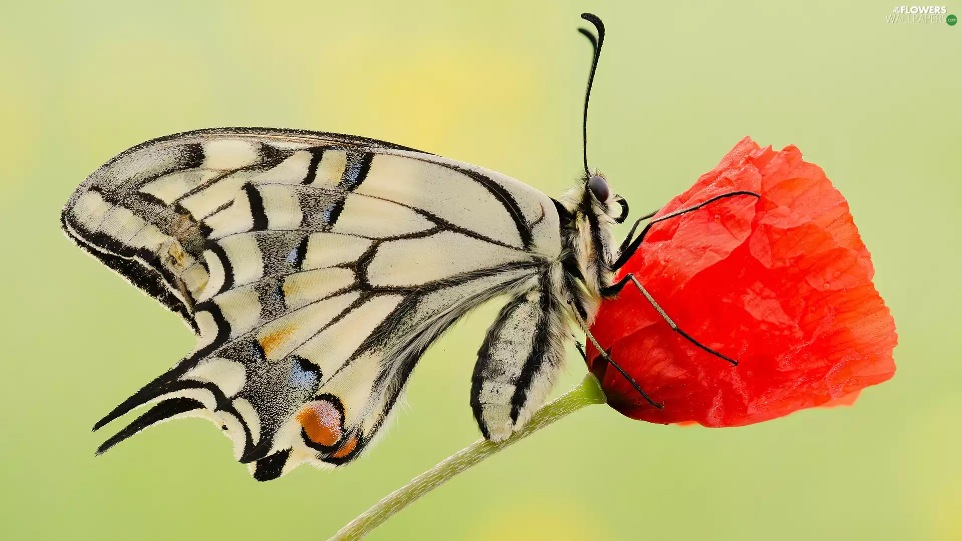 Colourfull Flowers, butterfly, red weed, Close, Red, Oct Queen