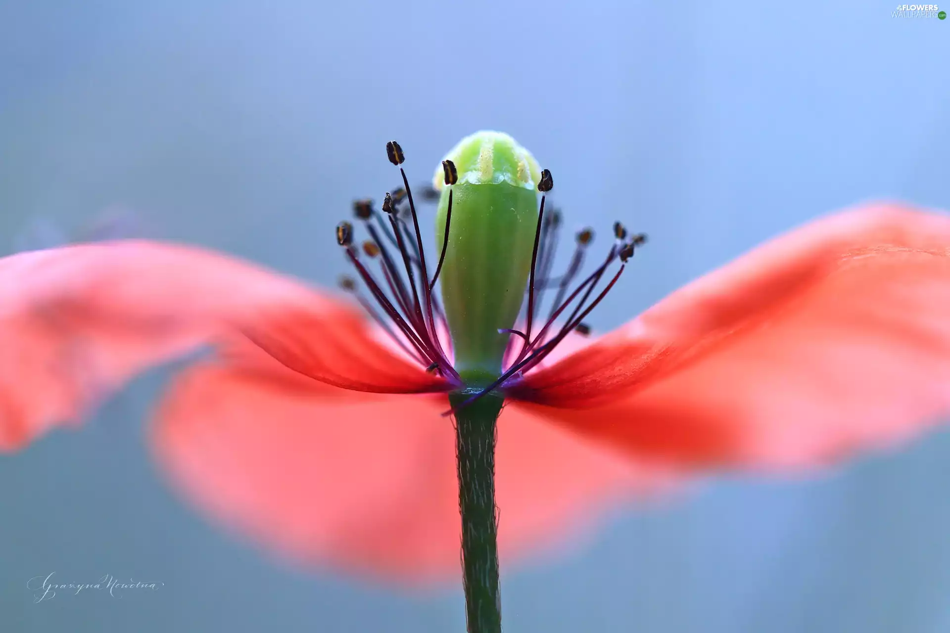 rods, Close, Red, Colourfull Flowers, red weed