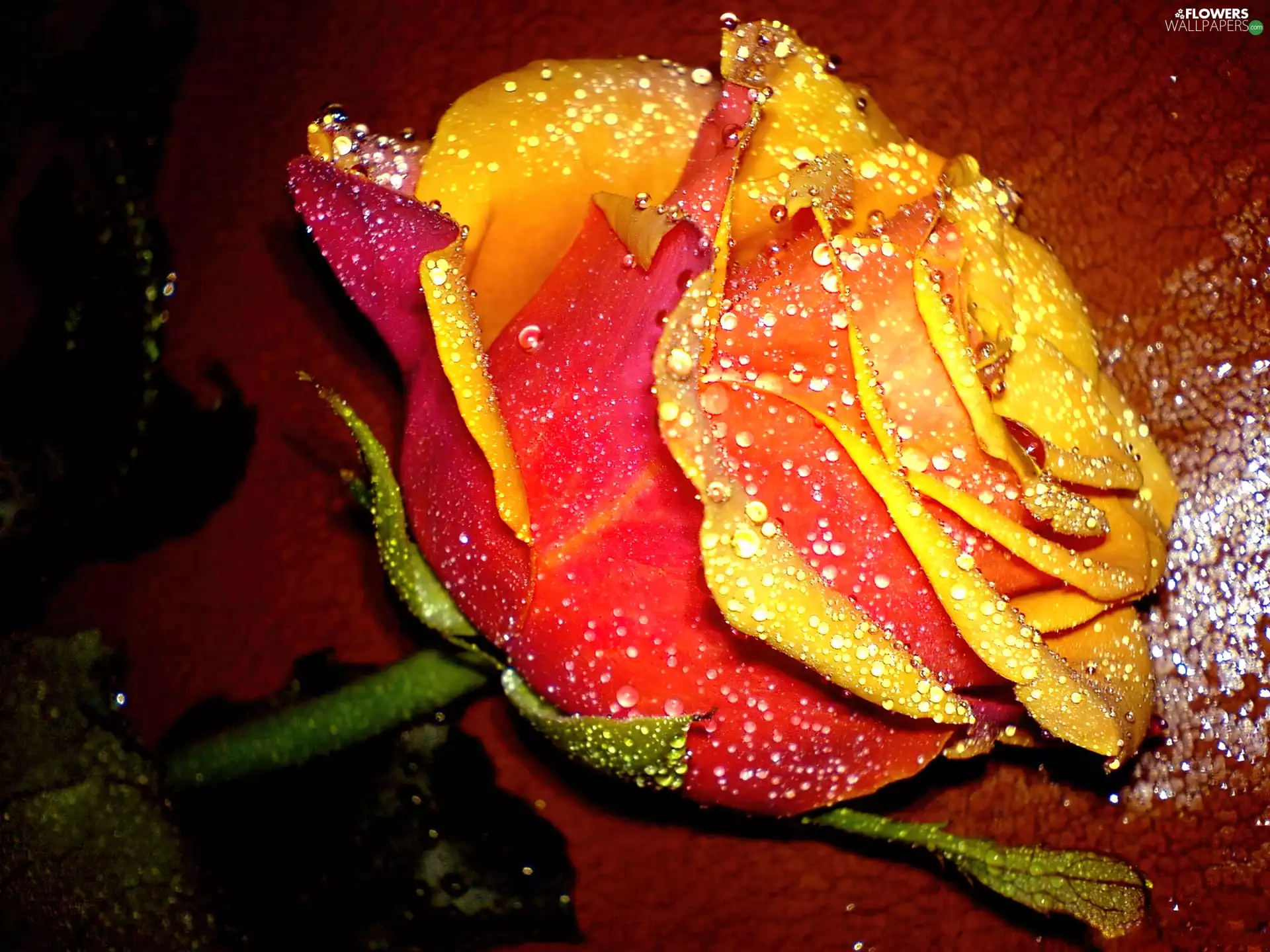 Colourfull Flowers, rose