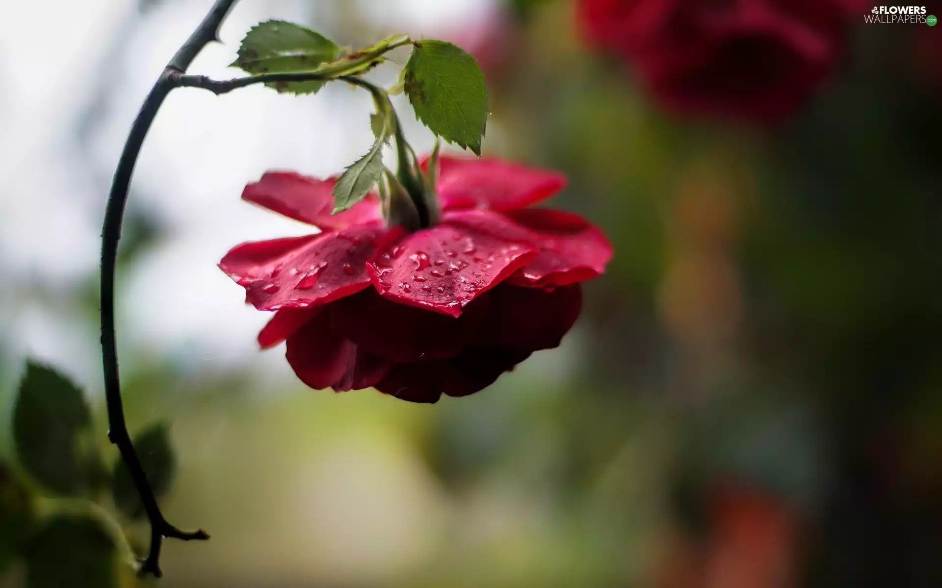 Colourfull Flowers, rose