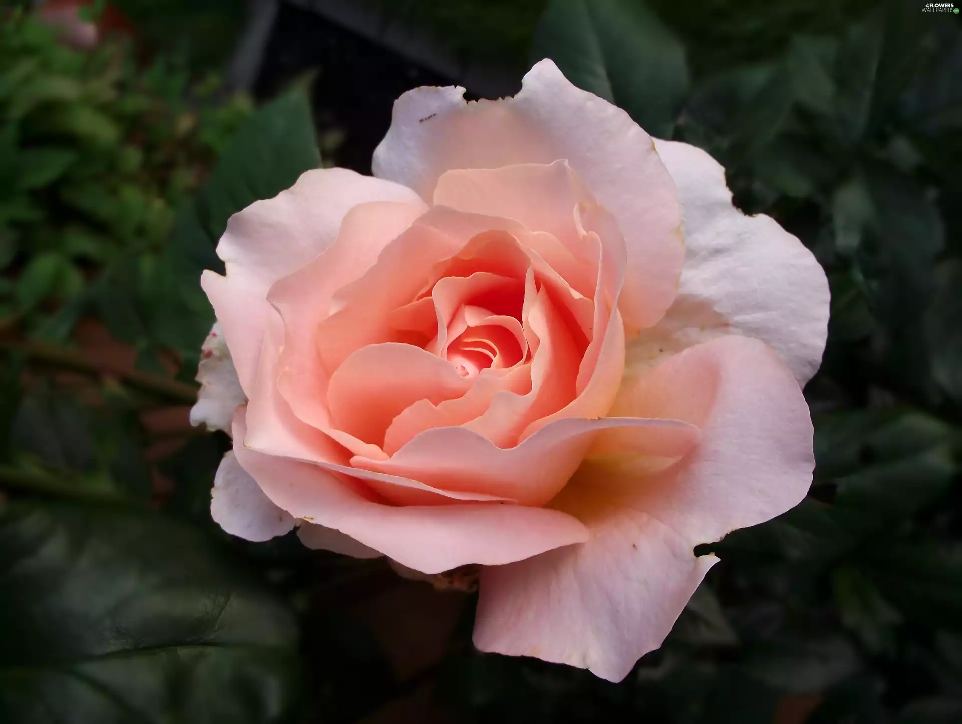 Colourfull Flowers, rose