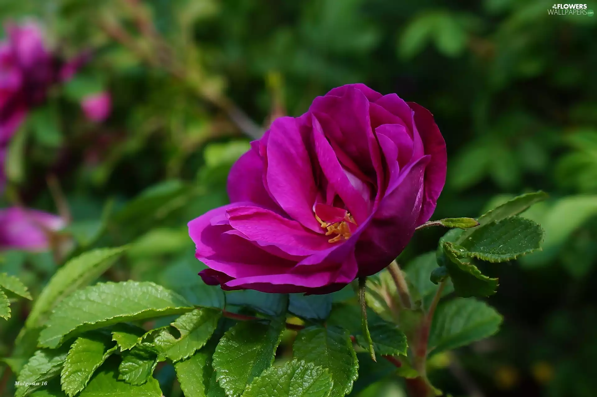 Colourfull Flowers, rose