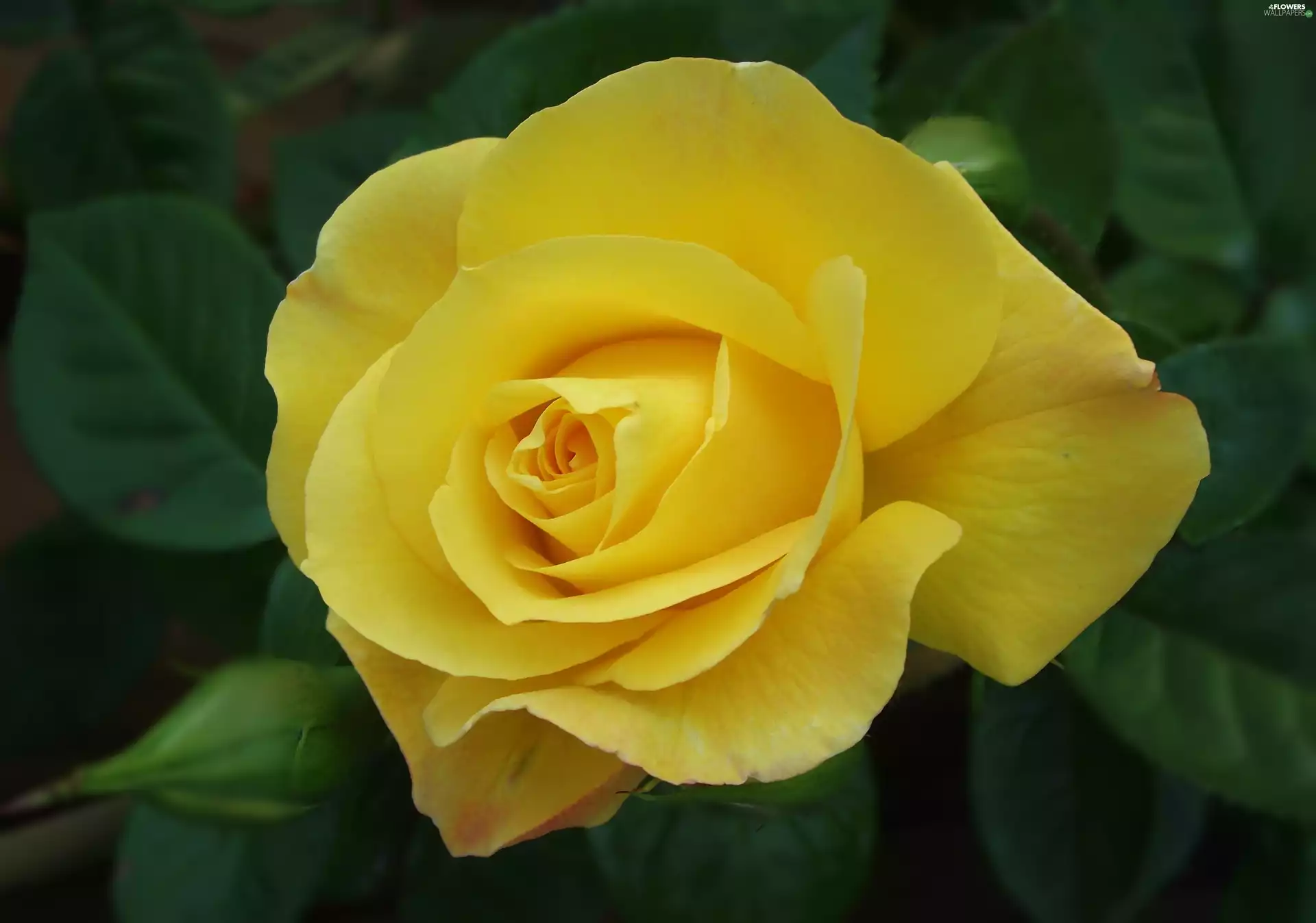 Colourfull Flowers, rose