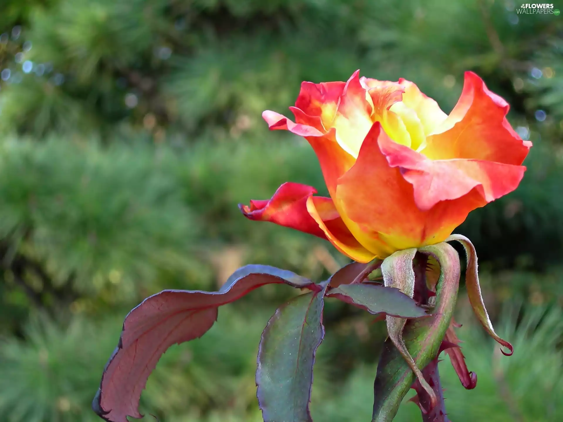 Colourfull Flowers, rose