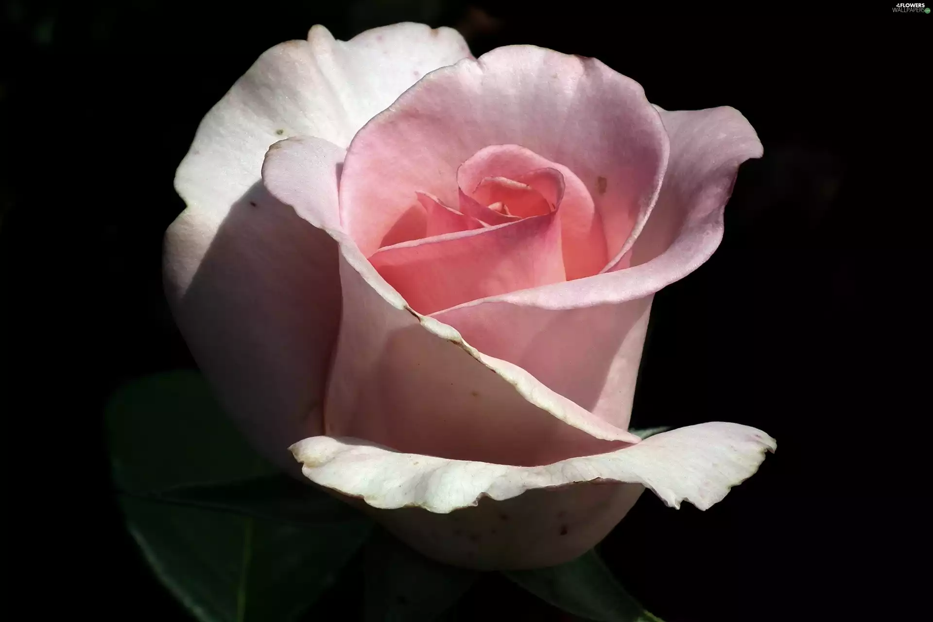 Colourfull Flowers, rose