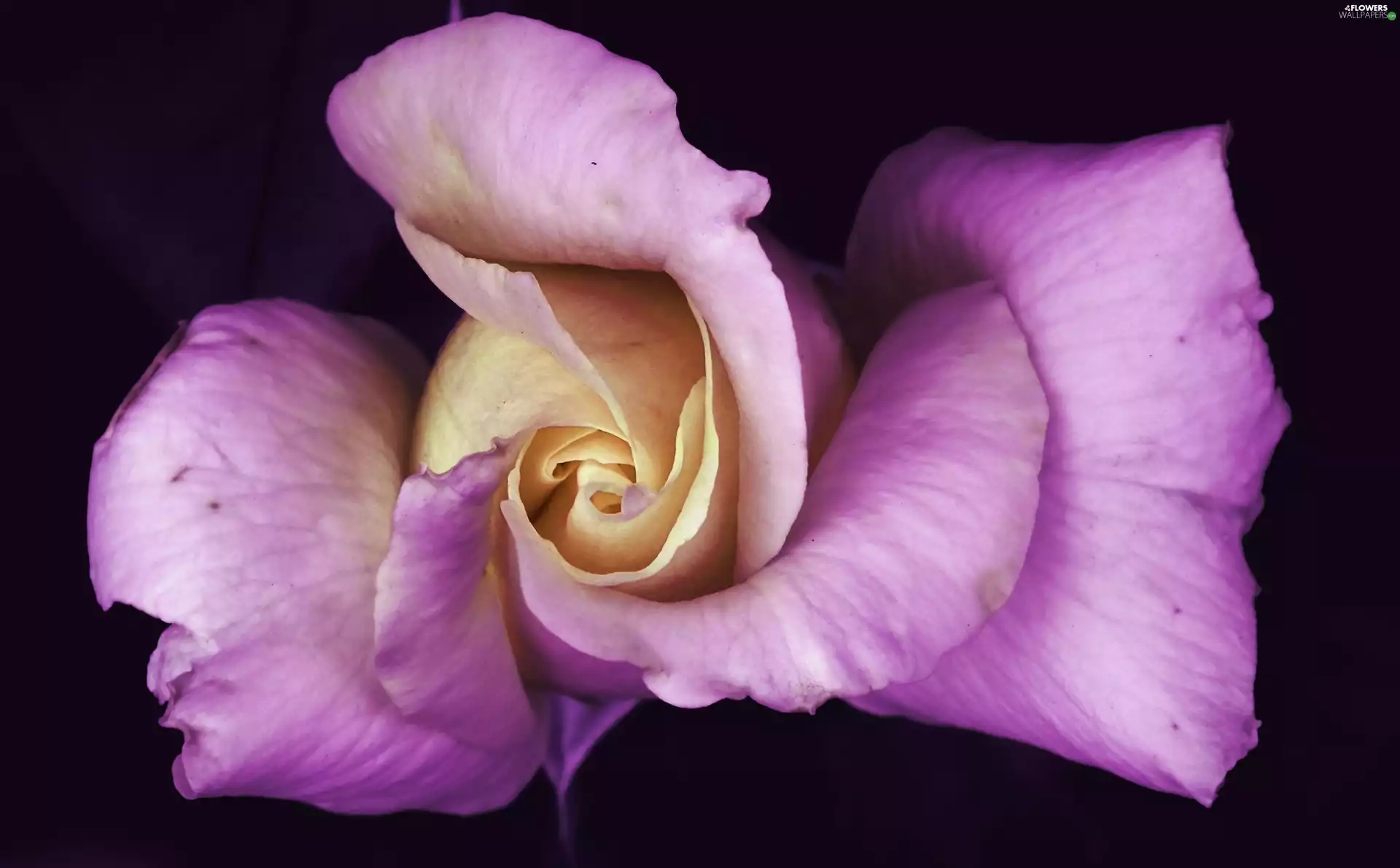 Colourfull Flowers, rose