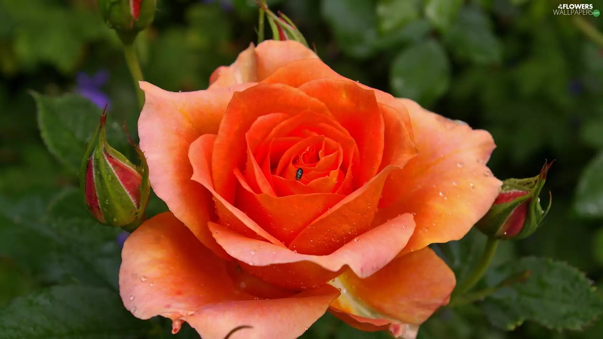 Colourfull Flowers, rose