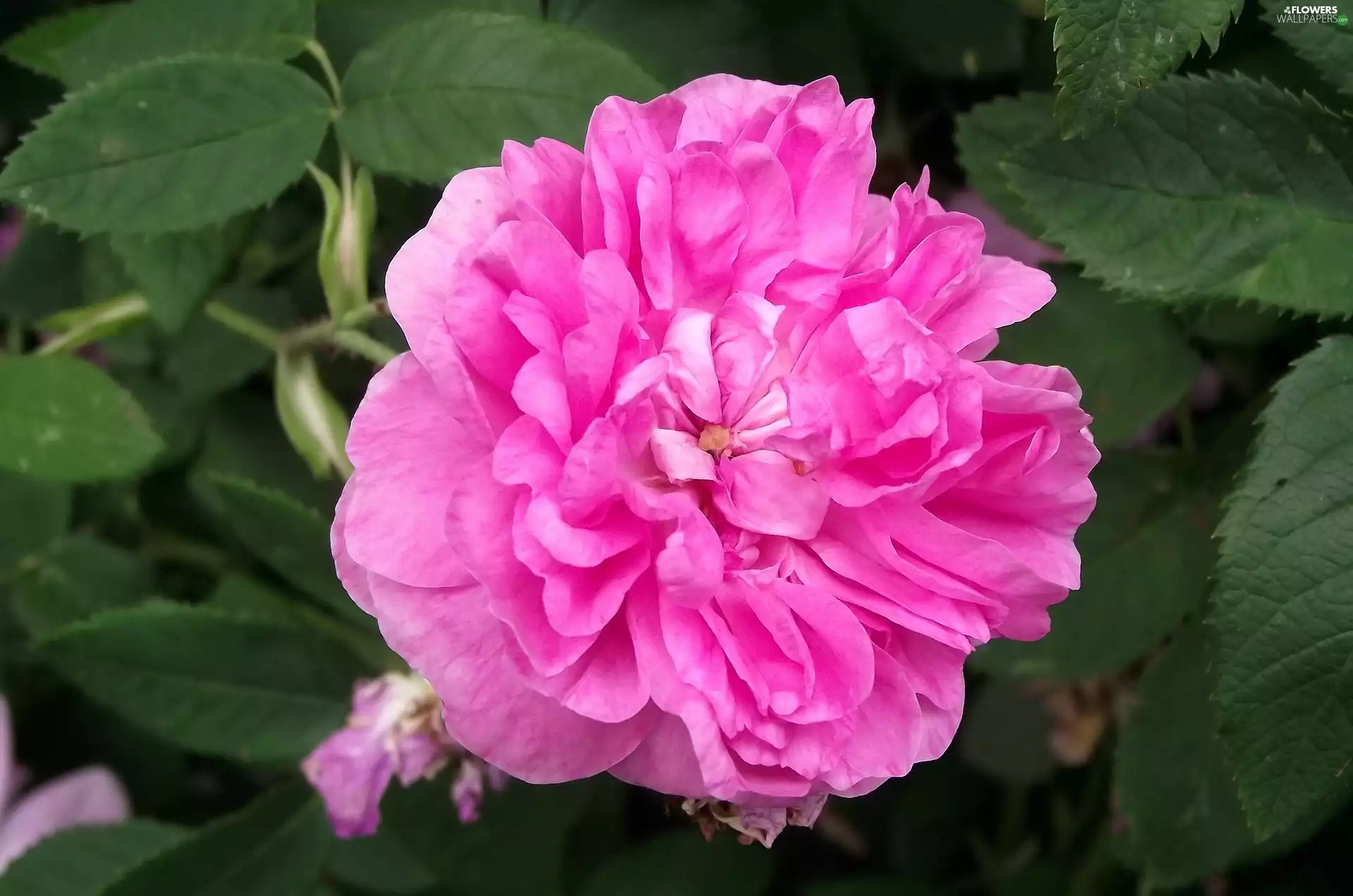 Colourfull Flowers, rose