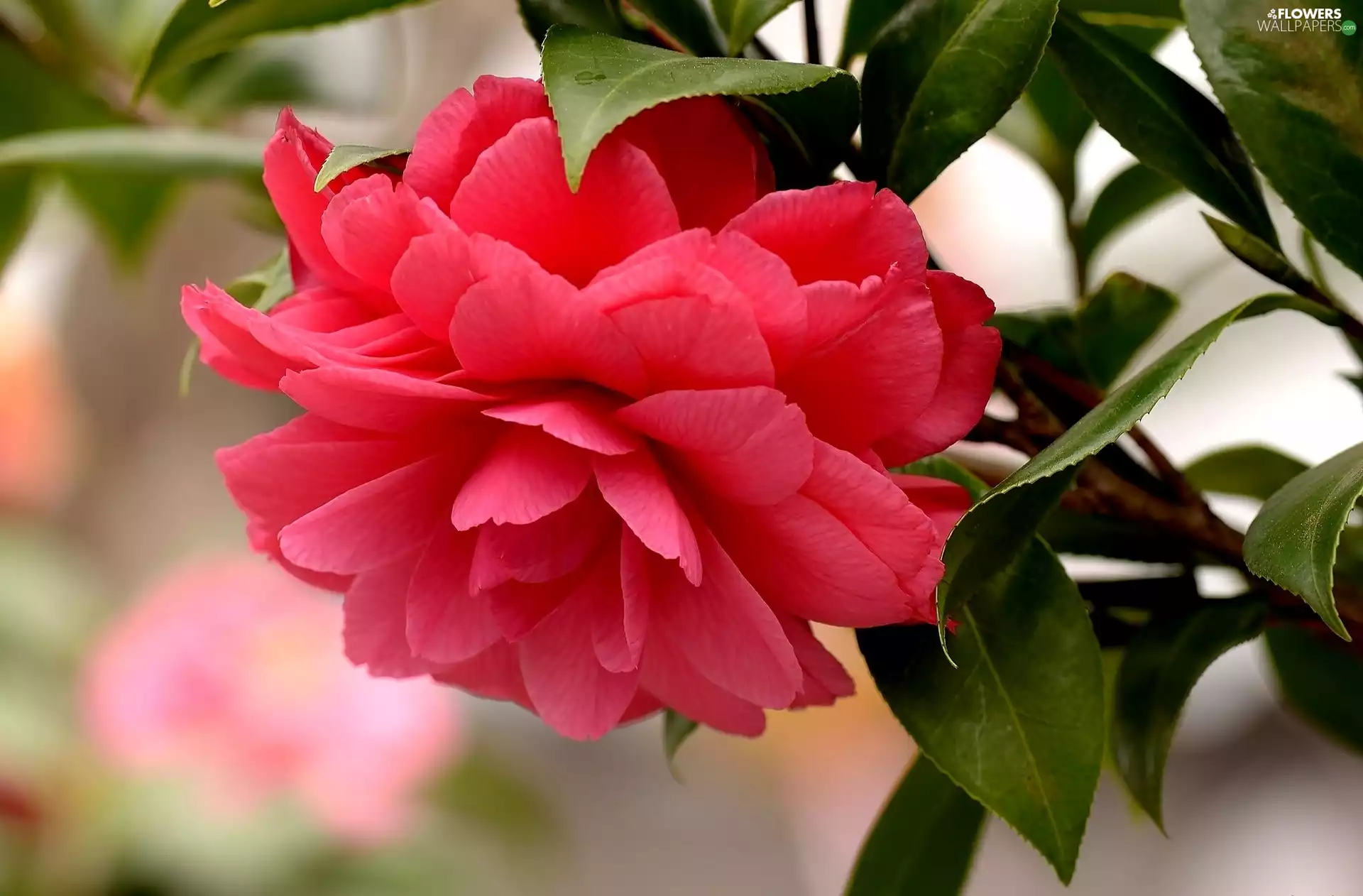 Colourfull Flowers, rose