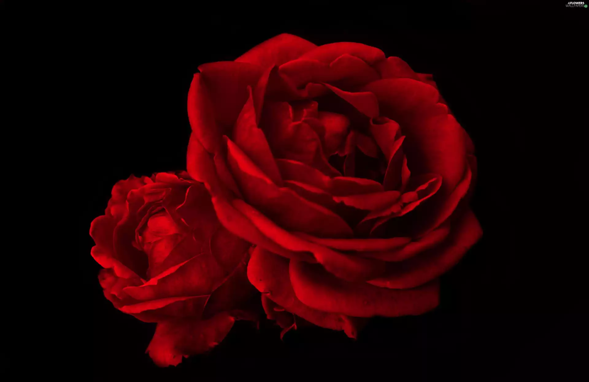 Colourfull Flowers, rose