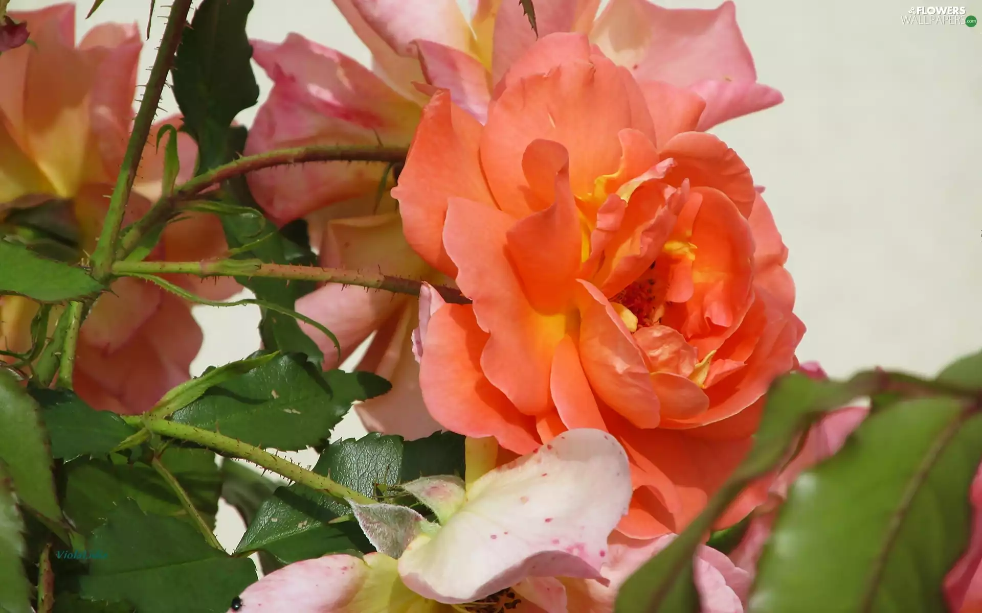 Colourfull Flowers, rose