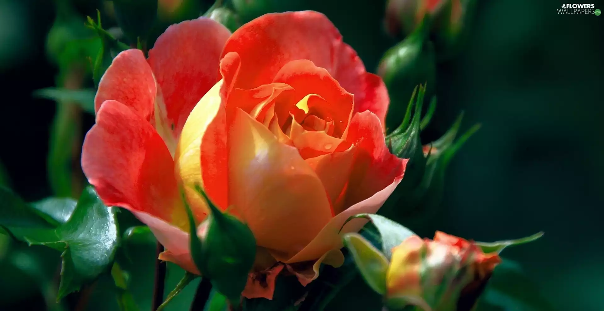 Colourfull Flowers, rose