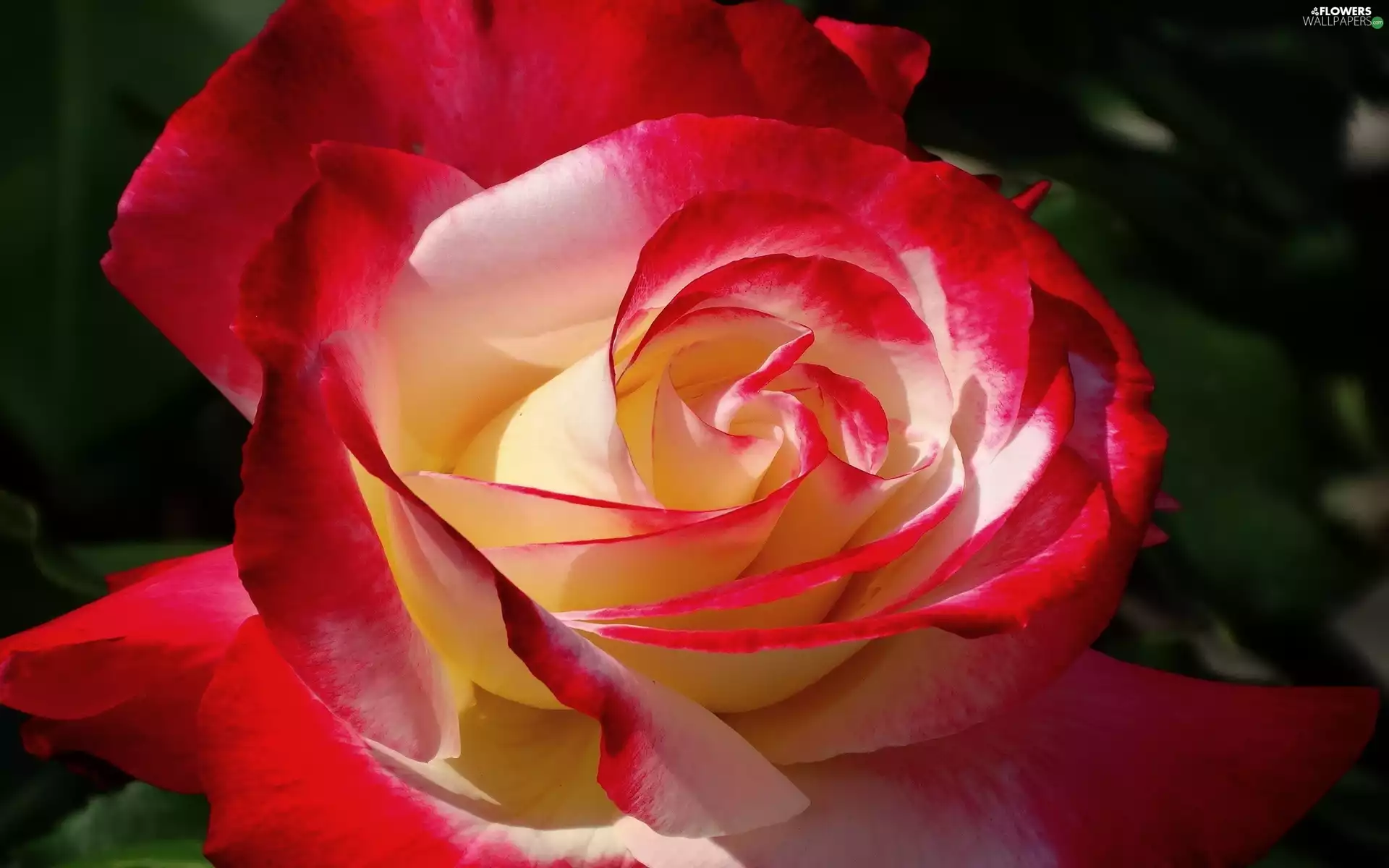 Colourfull Flowers, rose